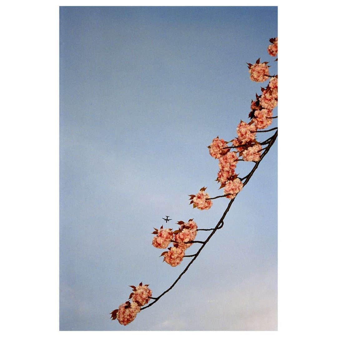 Magnum Photosさんのインスタグラム写真 - (Magnum PhotosInstagram)「Cherry tree with plane. London. England. GB. 2001.⁠ .⁠ © Chris @steeleperkins/#MagnumPhotos」9月24日 2時02分 - magnumphotos