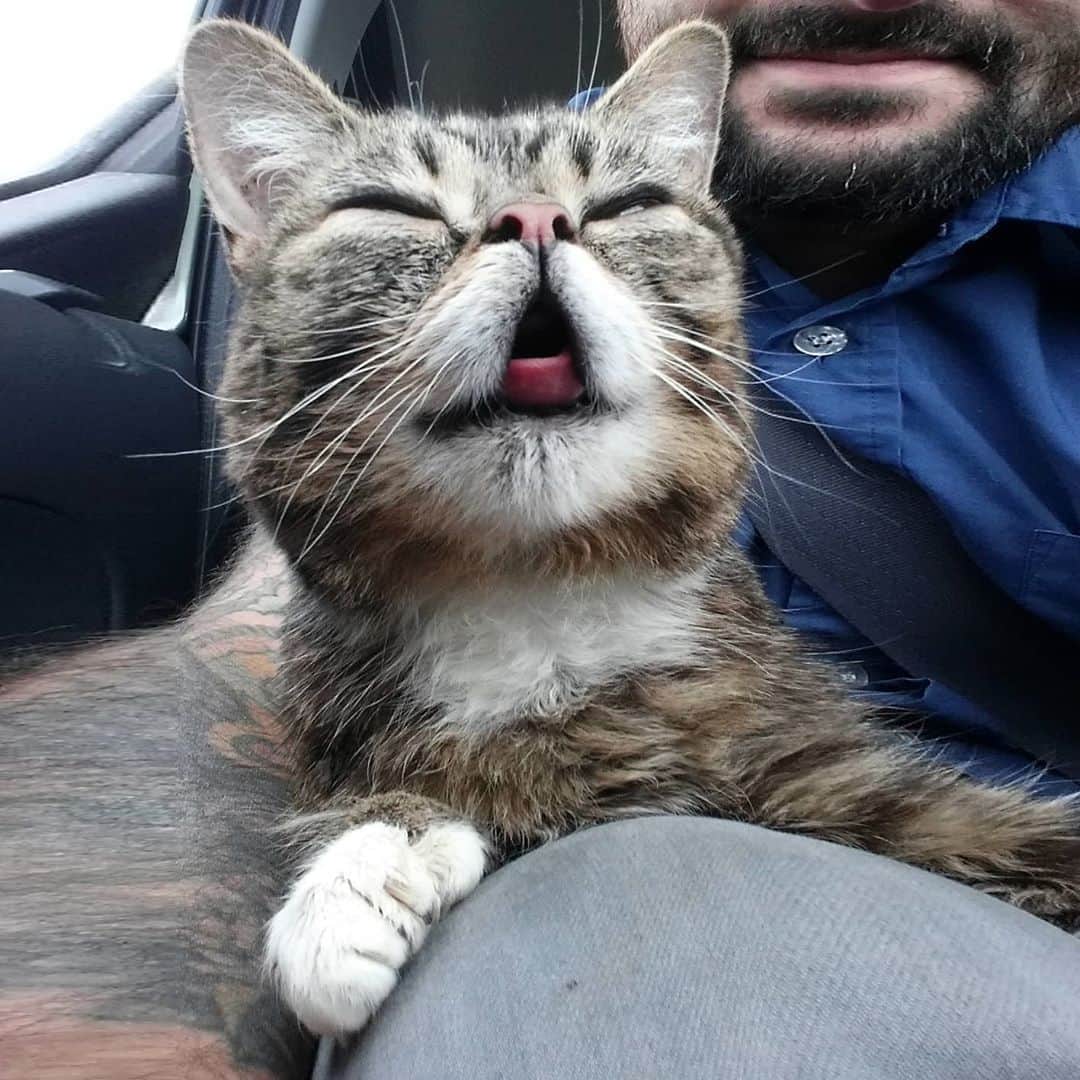 Lil BUBさんのインスタグラム写真 - (Lil BUBInstagram)「BUB loved to cruise around since her first time in a car (I had to do some silly image stretching to get this one to fit into a square, which explains my comically #WideFace and #BeefyForearm). #lilbub」9月24日 2時04分 - iamlilbub