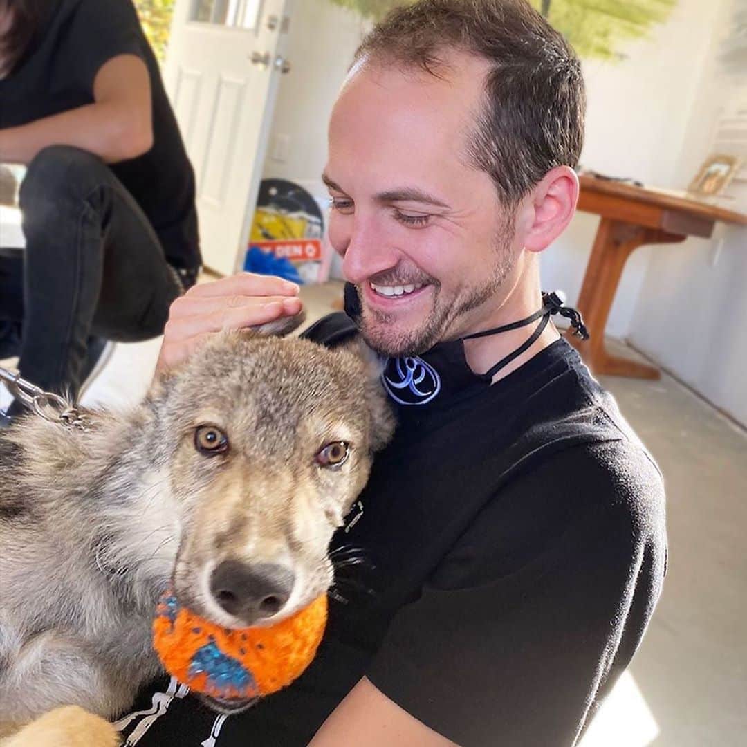 Rylaiさんのインスタグラム写真 - (RylaiInstagram)「This is what it is all about!!!!  . @snooof thank you for sharing these amazing photos of your time with Lucan!!  . Through interaction comes understanding, through understanding comes appreciation, through appreciation comes conservation!! At the JABCECC, we offer the unique experience of developing your own personal connection with our Ambassador canids thru our interactive educational programs! Join us in falling in love!!  .  Posted @withregram • @snooof Wanting to go visit my buddy Lucan the wolf dog again. So sweet and affectionate. . . . #wolves #conservation #wolf #wolfdog #wolfpack #canids #jabcecc #photography #volunteer #humancanidbond #dogs #doglovers #sandiego #socal」9月24日 2時50分 - jabcecc