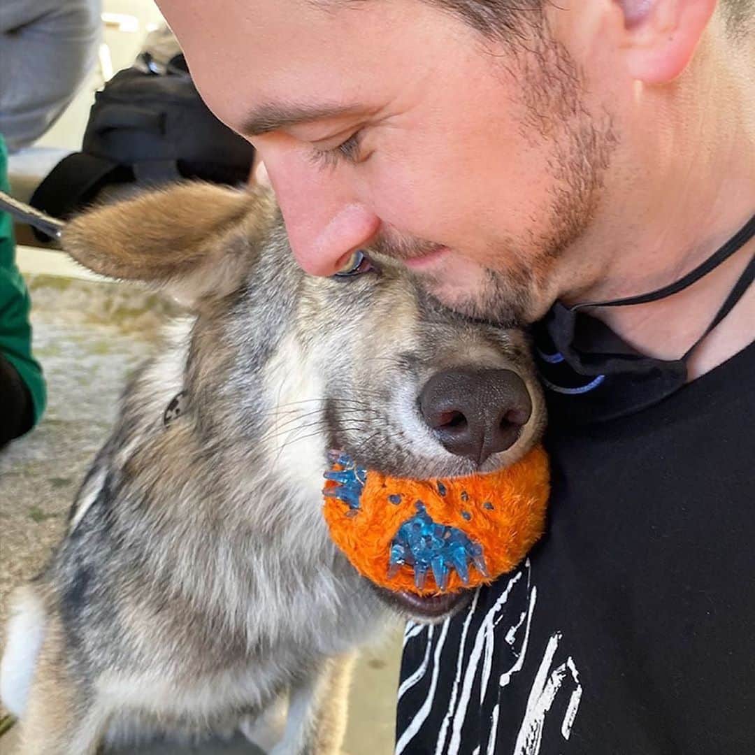 Rylaiさんのインスタグラム写真 - (RylaiInstagram)「This is what it is all about!!!!  . @snooof thank you for sharing these amazing photos of your time with Lucan!!  . Through interaction comes understanding, through understanding comes appreciation, through appreciation comes conservation!! At the JABCECC, we offer the unique experience of developing your own personal connection with our Ambassador canids thru our interactive educational programs! Join us in falling in love!!  .  Posted @withregram • @snooof Wanting to go visit my buddy Lucan the wolf dog again. So sweet and affectionate. . . . #wolves #conservation #wolf #wolfdog #wolfpack #canids #jabcecc #photography #volunteer #humancanidbond #dogs #doglovers #sandiego #socal」9月24日 2時50分 - jabcecc