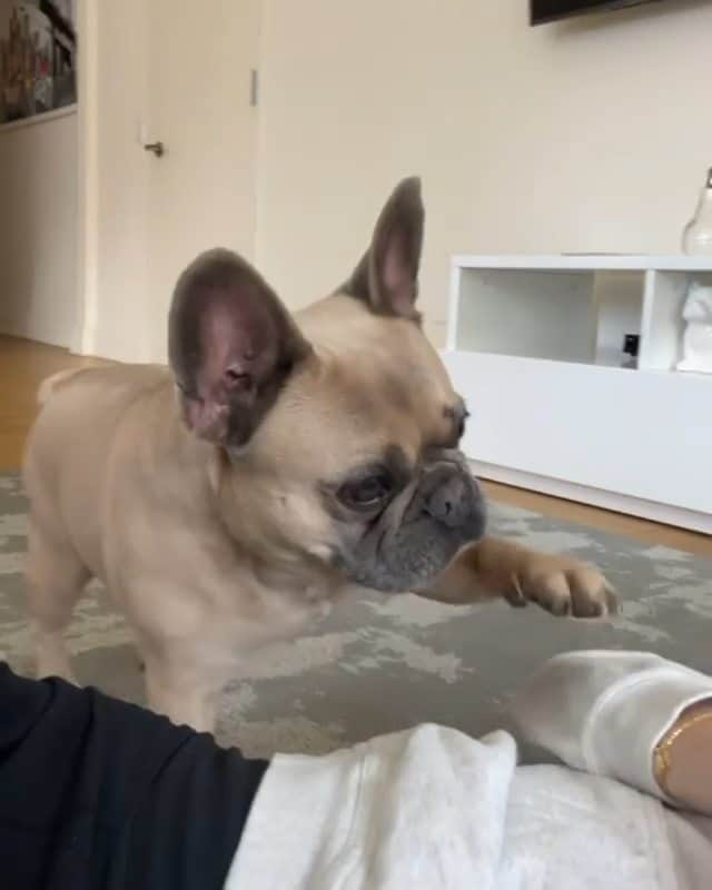 French Bulldogのインスタグラム