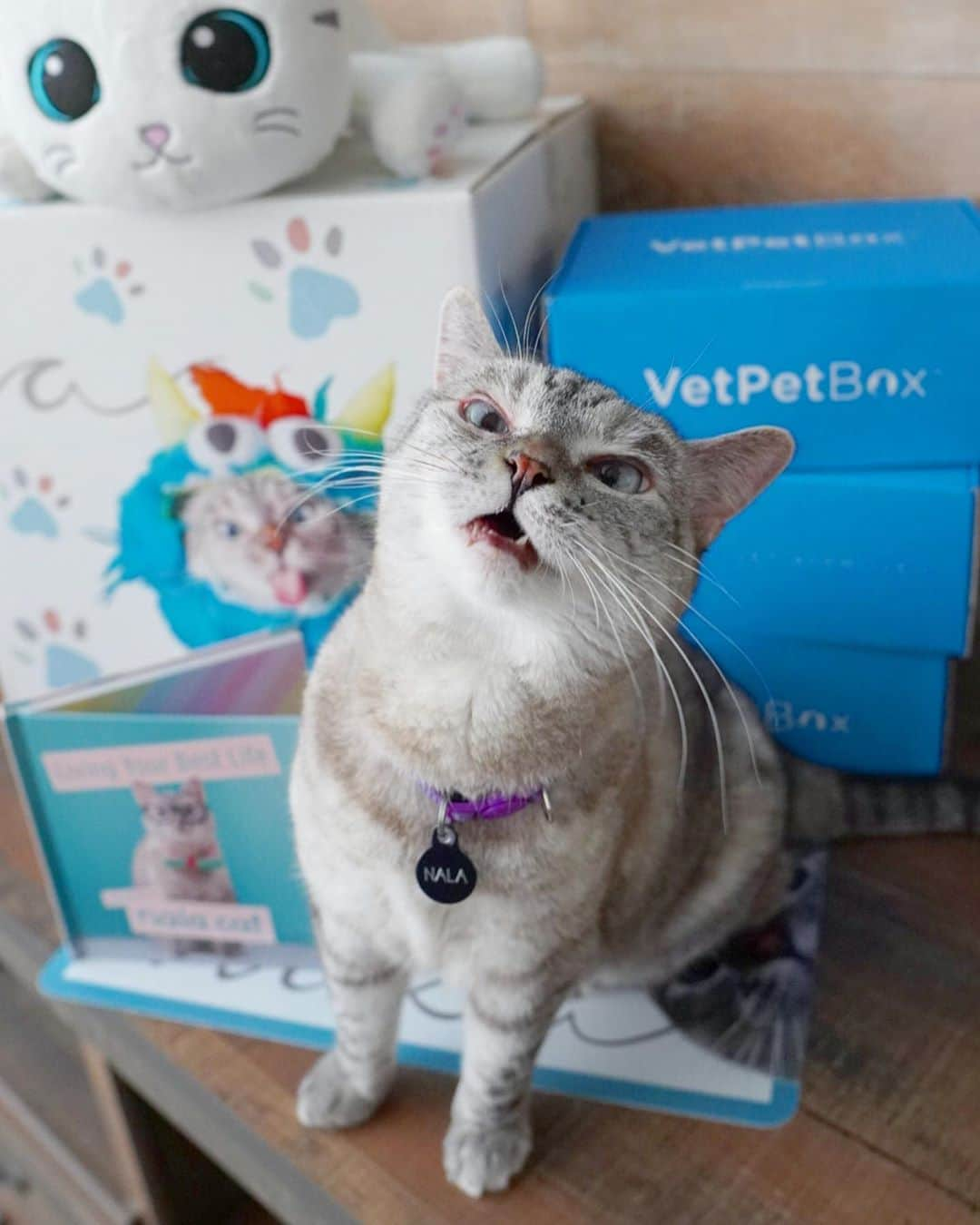 nala_catさんのインスタグラム写真 - (nala_catInstagram)「GIVEAWAY! I want to send you prizes! Link in bio to enter our giveaway with @vetpetbox   You could win an exclusive Love, Nala influencer box filled with limited edition merch including a pawtograph copy of my book, stickers, pins, and more! Plus, a 3 month VetPet Box subscription! The giveaway ends on 9/28/2020. One lucky winner will be randomly selected and notified via email. Giveaway restricted to the US. Good luck! #VetPetBoxPartner  #lovenala #giveaway」9月24日 3時40分 - nala_cat