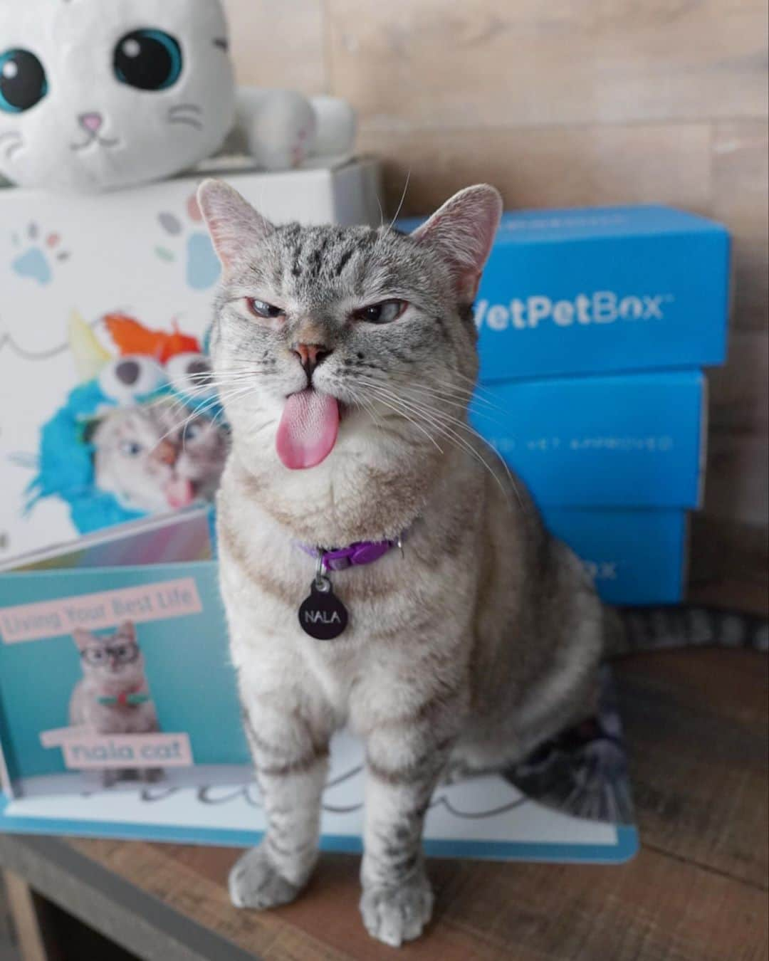 nala_catさんのインスタグラム写真 - (nala_catInstagram)「GIVEAWAY! I want to send you prizes! Link in bio to enter our giveaway with @vetpetbox   You could win an exclusive Love, Nala influencer box filled with limited edition merch including a pawtograph copy of my book, stickers, pins, and more! Plus, a 3 month VetPet Box subscription! The giveaway ends on 9/28/2020. One lucky winner will be randomly selected and notified via email. Giveaway restricted to the US. Good luck! #VetPetBoxPartner  #lovenala #giveaway」9月24日 3時40分 - nala_cat