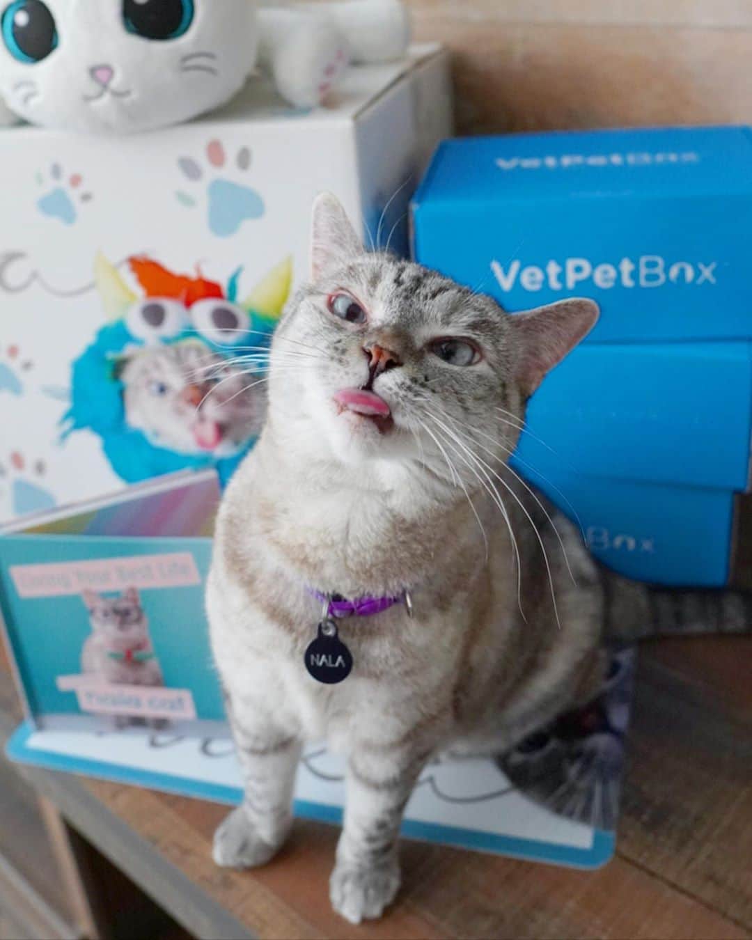 nala_catさんのインスタグラム写真 - (nala_catInstagram)「GIVEAWAY! I want to send you prizes! Link in bio to enter our giveaway with @vetpetbox   You could win an exclusive Love, Nala influencer box filled with limited edition merch including a pawtograph copy of my book, stickers, pins, and more! Plus, a 3 month VetPet Box subscription! The giveaway ends on 9/28/2020. One lucky winner will be randomly selected and notified via email. Giveaway restricted to the US. Good luck! #VetPetBoxPartner  #lovenala #giveaway」9月24日 3時40分 - nala_cat