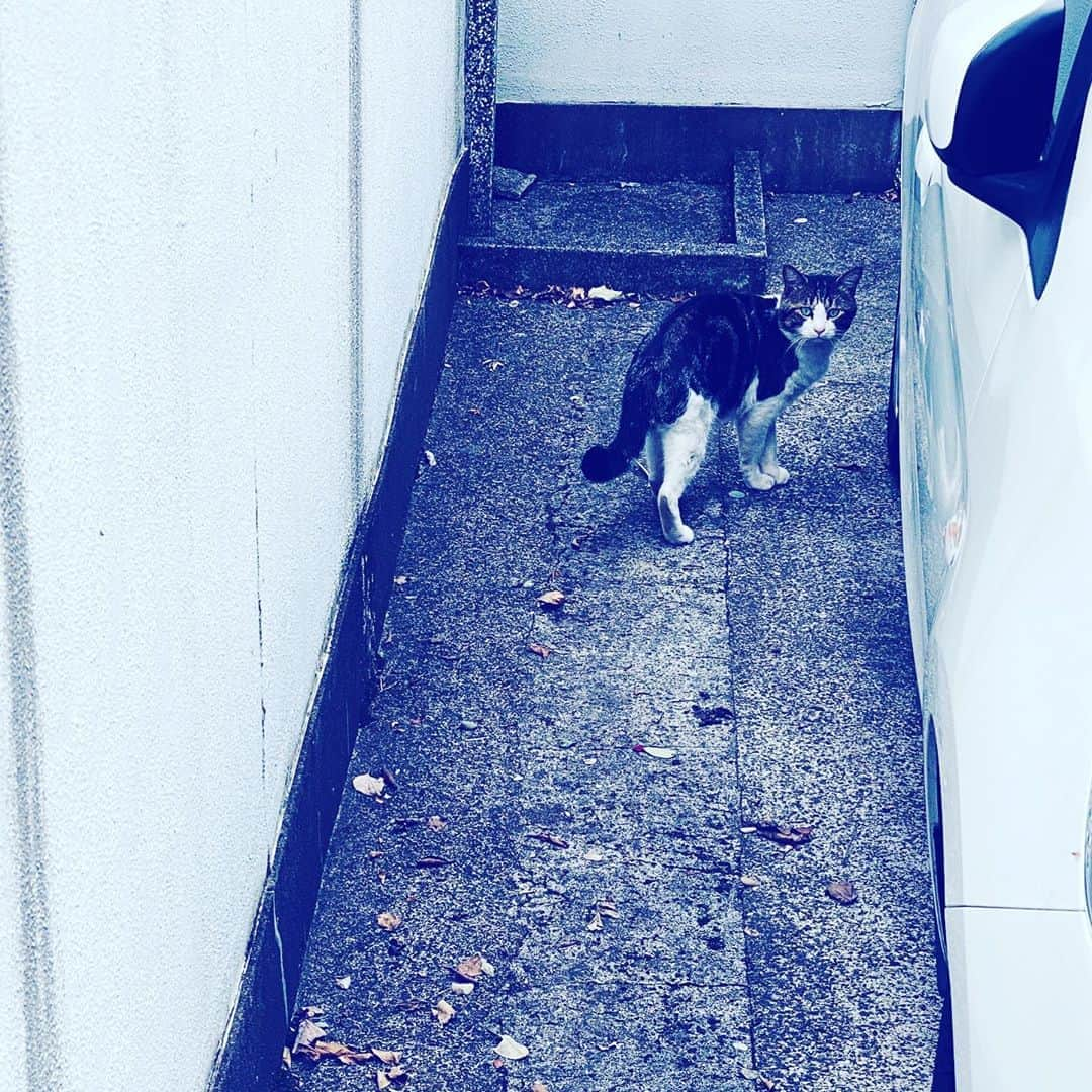 中野敬久さんのインスタグラム写真 - (中野敬久Instagram)「#cat #looking #neighborhood #hope #nyanda」9月24日 9時52分 - hirohisanakano