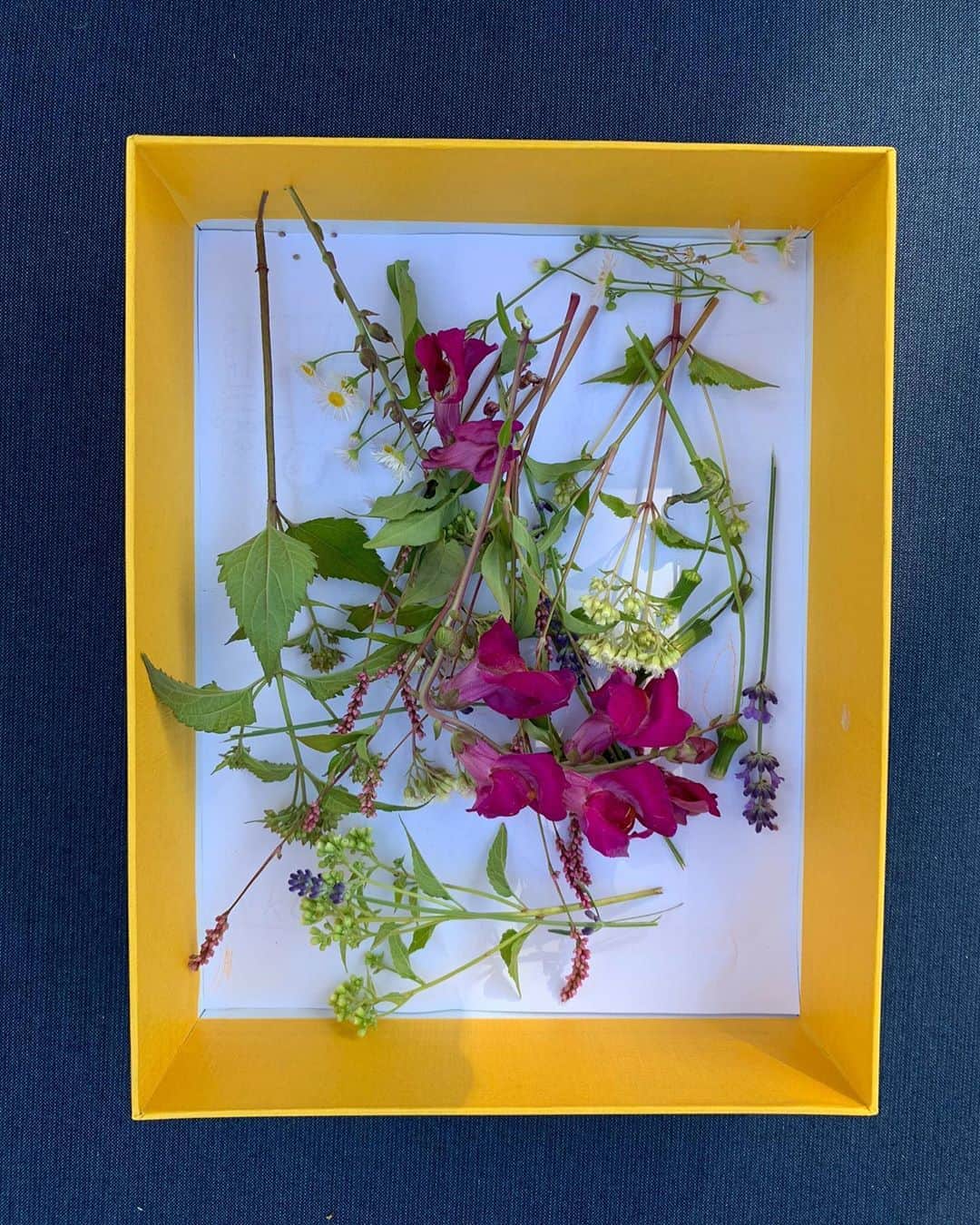 ロージー・オドネルさんのインスタグラム写真 - (ロージー・オドネルInstagram)「pressing these today #pressedflowers #art #life #love」9月24日 4時58分 - rosie