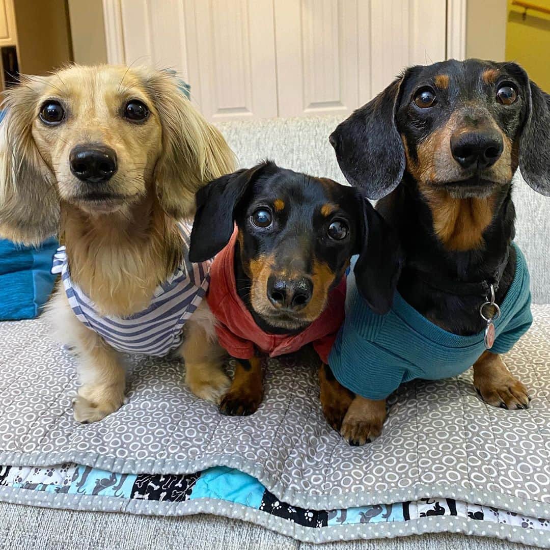 Crusoe the Celebrity Dachshundのインスタグラム：「“New episode coming tomorrow. That is all.” ~ Crusoe」