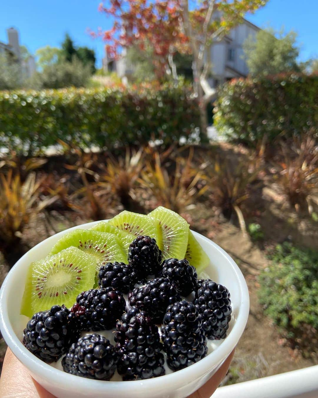 athena_greek_yogurtのインスタグラム：「Good morning 🥝☀️🐮🥣  #athenagreekyogurt  #fruitsbowl  #healthysnack」