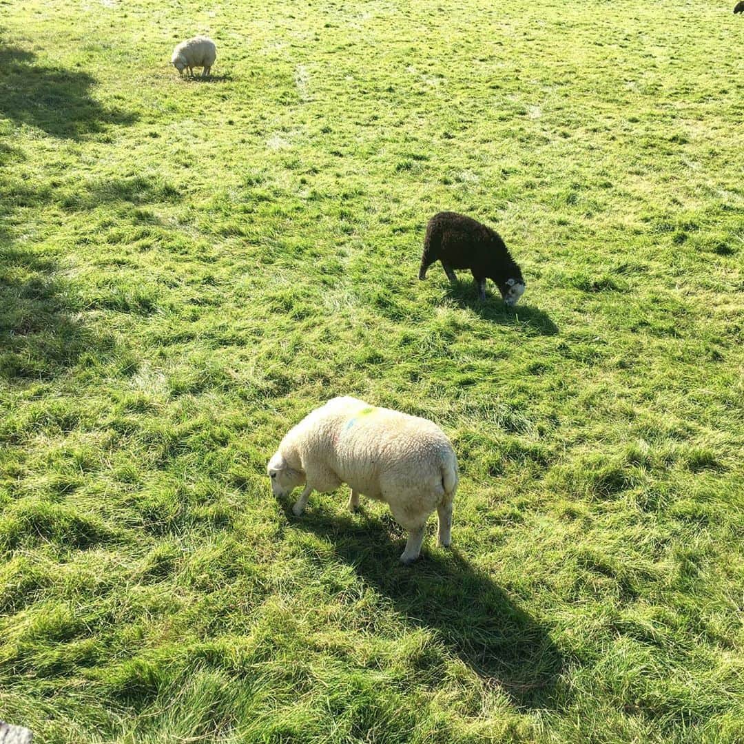 渡辺枝里子さんのインスタグラム写真 - (渡辺枝里子Instagram)「【湖水地方】  至る所に羊🐑🐑🐑  目があった‼😂︎(２枚目)  もこもこしてて可愛いねぇ☺️ のんびりしてる🐑  初日は柵の外から見ているだけでしたが、翌日目的地に向かう途中、遂に同じフィールドに立てました\( ˆoˆ )/w  お食事中ごめんね、少しだけお邪魔させてね☺️ * * * * * #london #londonlife #londontrip #londondiaries #lakedistrict #sheep #trip #travel #travelphoto #northface #osprey #supriseview  #ロンドン #イギリス　#ロンドン日記　#イギリス旅行　#湖水地方　#旅行　#羊　#大自然　#湖水地方 #ハイキング　#ノースフェイス　#ハイキング女子　#ハイキングコーデ  #渡辺枝里子」9月24日 6時18分 - eriko_watanabe_21