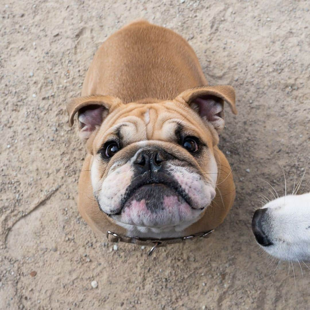 The Dogistさんのインスタグラム写真 - (The DogistInstagram)「Barnabas, English Bulldog (6 m/o), Washington Square Park, New York, NY • “He was perfectly behaved until three weeks ago. He became a teenager – humping, pulling, jumping on the bed without permission. His new girlfriend’s a bernedoodle.” @barnabasthebulldog」9月24日 6時37分 - thedogist