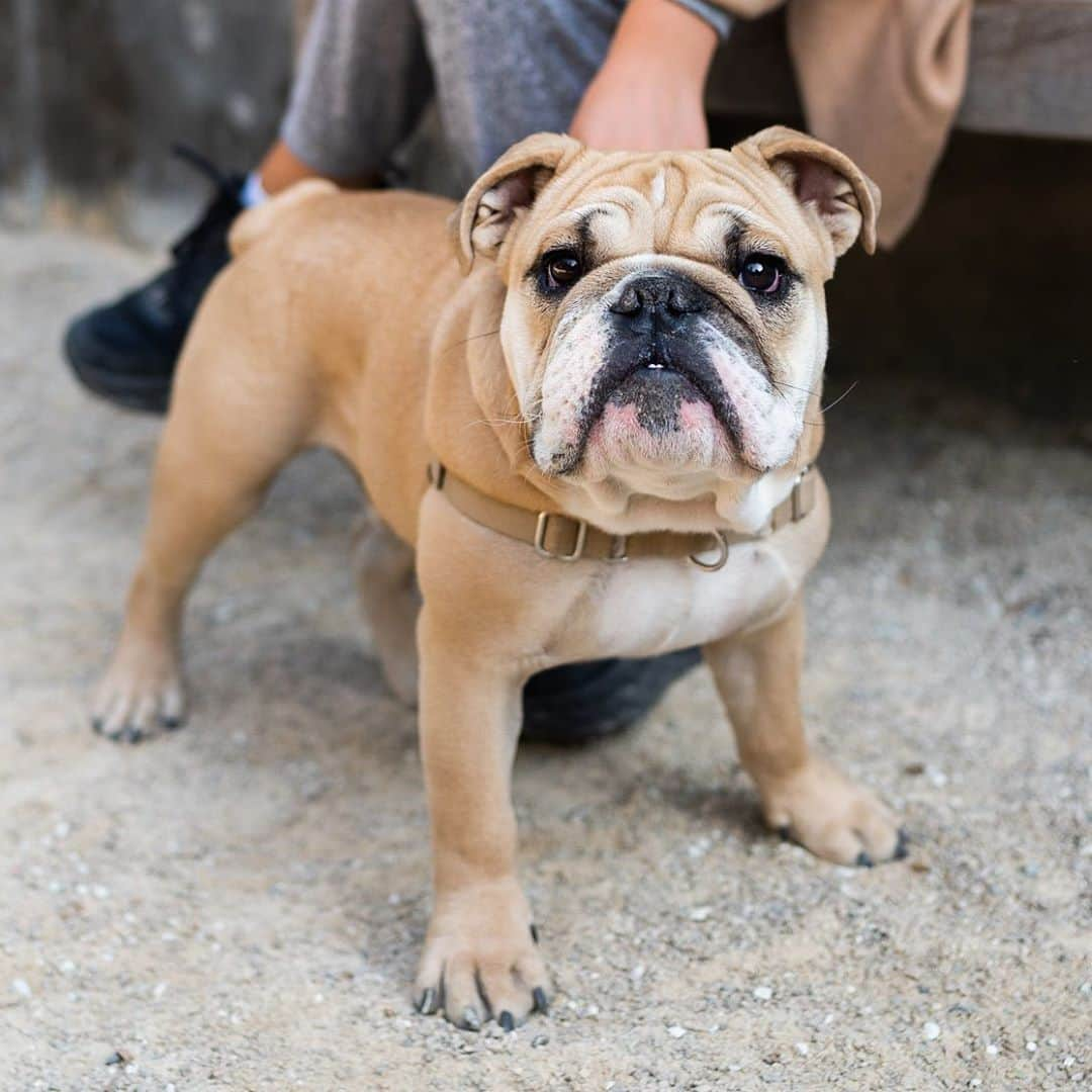 The Dogistさんのインスタグラム写真 - (The DogistInstagram)「Barnabas, English Bulldog (6 m/o), Washington Square Park, New York, NY • “He was perfectly behaved until three weeks ago. He became a teenager – humping, pulling, jumping on the bed without permission. His new girlfriend’s a bernedoodle.” @barnabasthebulldog」9月24日 6時37分 - thedogist