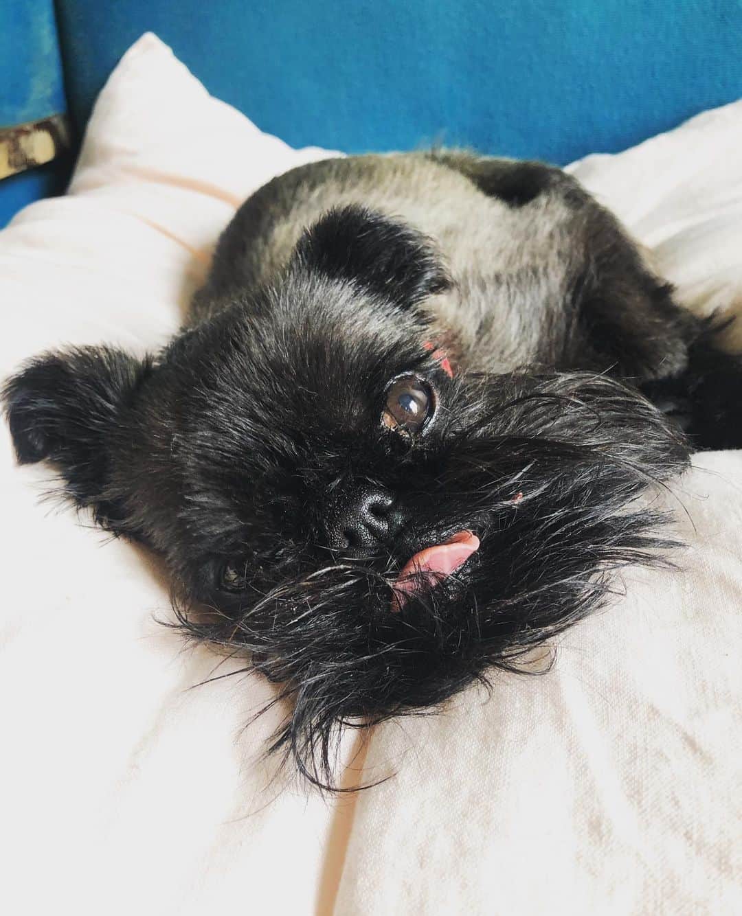 Digby & Aloのインスタグラム：「Of course his tongue is out. It’s always out!」