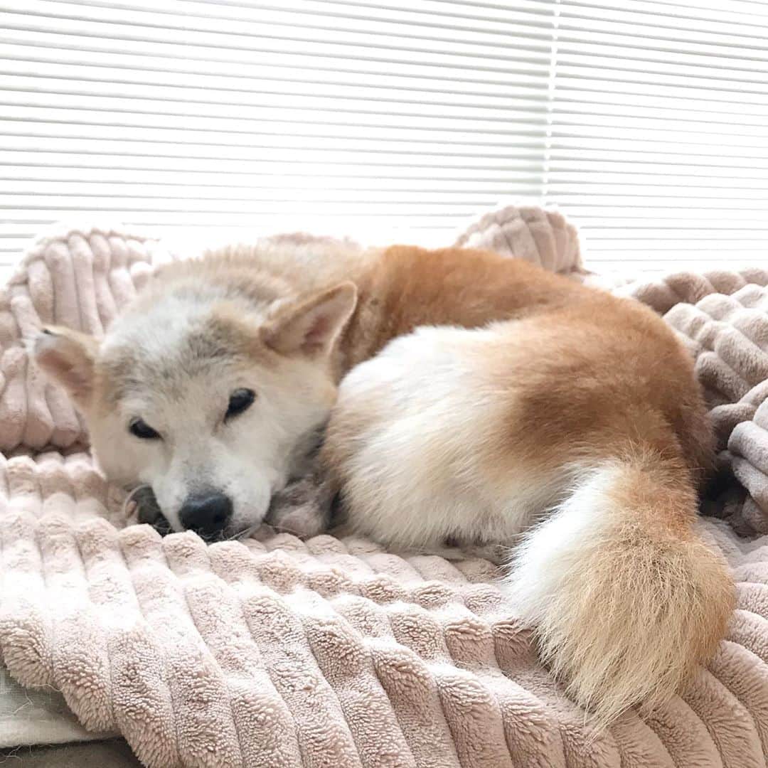 柴犬リリコのインスタグラム：「肌寒いのでベーグル🥯になってます🐶 #goodmorning #bagel」