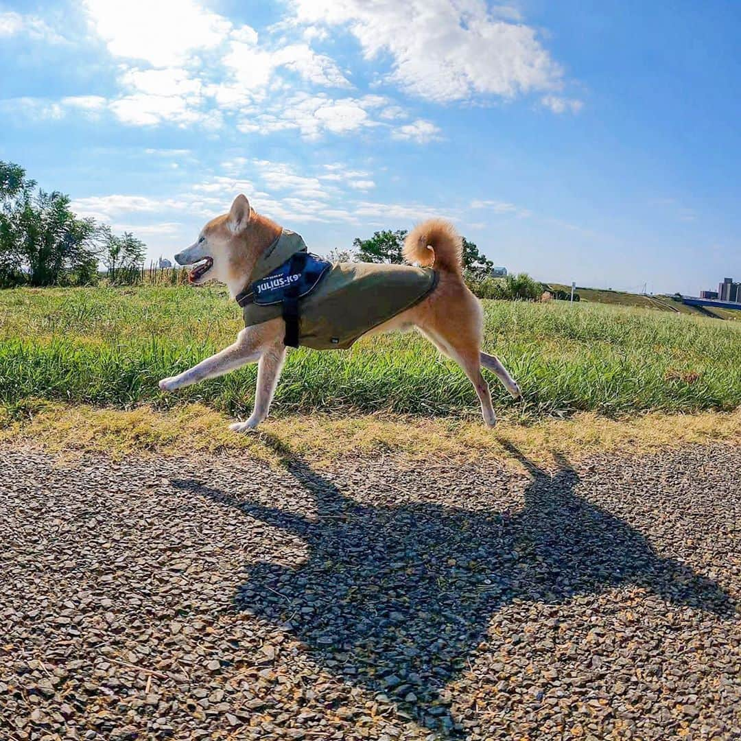 BlackRed shibasさんのインスタグラム写真 - (BlackRed shibasInstagram)「Let's do our best today！ . #goprohero9    @gopro @goprojp   #GoProJP #neneandmusashi2020 #GoPro #ゴープロ #shiba #shibinu #柴犬 #しばいぬ #japan #gopropets #lovely #cute #goprodog #goproのある生活 #happy #gopropets #besomedoggy #doggo #hero9 #goprodogsquad #柴犬ライフ #dog  #beutiful」9月24日 7時36分 - black_red_jp