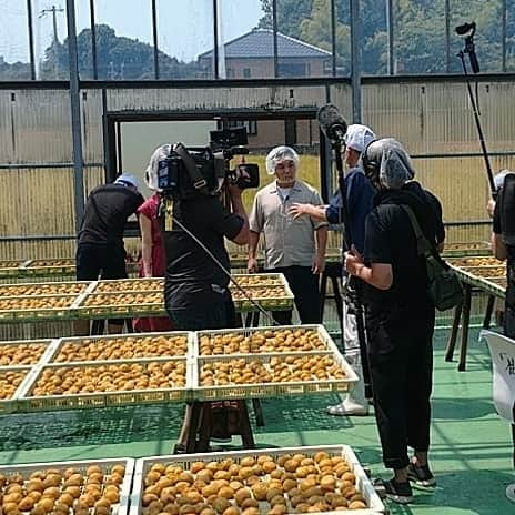 和歌山県食品流通課さんのインスタグラム写真 - (和歌山県食品流通課Instagram)「<虎ノ門市場プレミア和歌山特集②>  今年もテレビ東京人気通販番組「虎ノ門市場」でプレミア和歌山特集企画が放送されます！！  ２回目は「ふっくら肉厚！紀州南高梅・梅干しセット」。  梅の生産量日本一を誇る和歌山県。その生産量の約6割は和歌山県で生産されており一大生産地です。  なかでも「南高梅」は、大粒で皮が薄く、果肉が厚く柔らかいのが特徴です。  今回は、優れた県産品を“和歌山らしさ”、“和歌山ならでは”の視点で選定される「プレミア和歌山」に認定された3品が食べ比べセットとして紹介されます。  ①「はちみつ入り味梅」 ②「リンゴ酢の梅」 ③「紀陽梅じゃばらはちみつ」  ○9月24日(木)17時10分～17時30分 ○テレビ東京  残念ながら和歌山では観ることができませんが、ECサイトでも購入が可能です！  https://www.toranomon-ichiba.com/special/wakayama.html  #虎ノ門市場 #テレビ東京 #和歌山 #おいしい健康わかやま #プレミア和歌山  #いなみの里梅園 #井上梅干食品 #日本商事 #梅干 #林家たま平さん #橘香央里さん」9月24日 7時40分 - tasty_healthy_wakayama