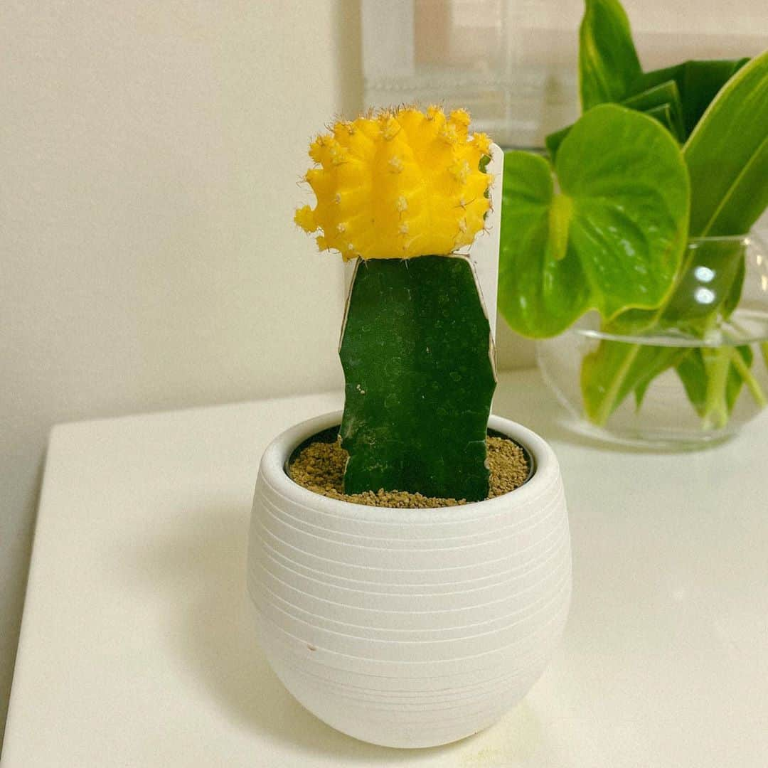 坂東亀三郎さんのインスタグラム写真 - (坂東亀三郎Instagram)「おはピコ。﻿ ﻿ 再びサボテンさんを家族に🌵﻿ ﻿ 5月2日の投稿では﻿ 大雲閣と言う種類のサボテン(正確に言うと多肉性ユーフォルビアなのでサボテンではない)を家族にしましたが、今回は緋牡丹・ヒボたんを入手。﻿ ﻿ ﻿ ﻿ #サボテン﻿ #歌舞伎 #音羽屋 #歌舞伎役者﻿ #彦三郎 #坂東彦三郎 #九代目﻿ #歌舞伎部 #otowayabando﻿ #歌舞伎大好き #KABUKI﻿ コメントはお気軽に📝﻿ ランダムに返信しまっせ✍️﻿ ﻿ ﻿ そう言えば、﻿ 先日、隼人さん(@1130_nakamurahayato)とお仕事したよー！！﻿ ﻿ 歌舞伎以外の現場で会えるのめっちゃ嬉しい！﻿ 新型コロナウィルスの横恋慕(違うわw)で、「あけましておめでとう❤️」だったかもしれないわ🤔﻿」9月24日 7時55分 - otowayabando