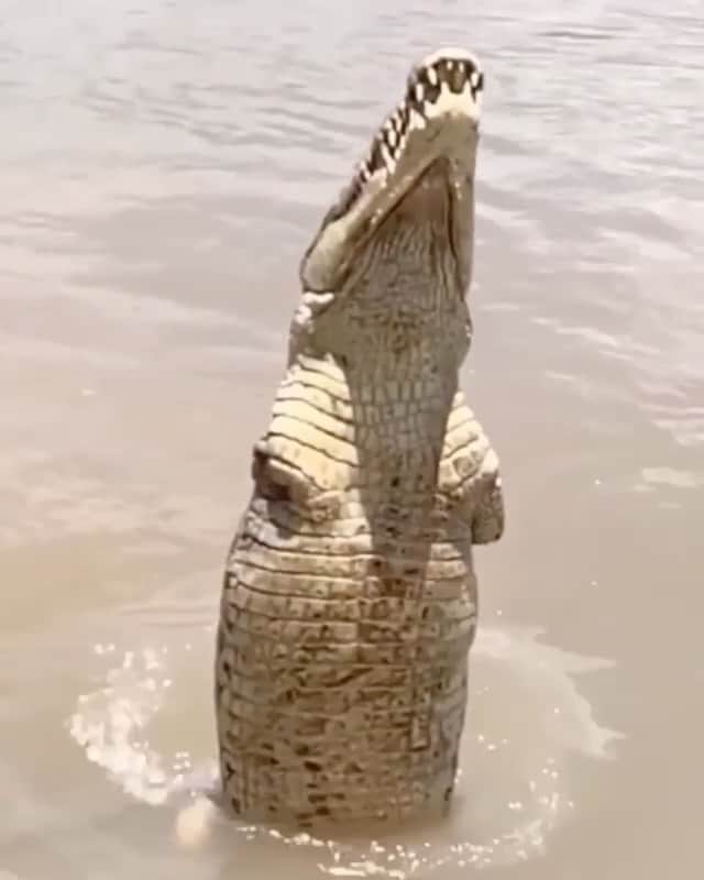 WildLifeのインスタグラム：「By @jalilnajafov 🐊 Crocodile With No forelegs☹️ Unfortunately no but alligators/crocodiles are perfectly fine if they lose a leg or two! If a crocodilian gets one of its legs bitten off or cut off they can stop blood flow to the leg, thus not bleeding out and dying. They have fast acting scar tissue and extremely strong antibodies. #crocodile #crocodiles #croco #animal #wildlife #animals #nature」