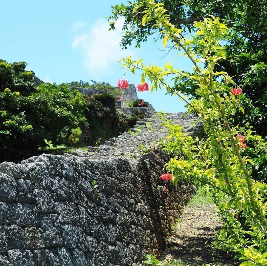 Be.okinawaさんのインスタグラム写真 - (Be.okinawaInstagram)「In floral language, the Fringed Hibiscus symbolizes “courage”. Behind these pretty flowers stands Katsuren Castle Site where its last lord, Amawari, resided. Amawari is historically known as a courageous man who eased the burden of local people suffering from maladministration by the previous lord by attempting a coup.  📍: Katsuren Castle Site 📷: @michiyo_okinawa_love Thank you for the lovely pictures! . Hold on a little bit longer until the day we can welcome you! Experience the charm of Okinawa at home for now! #okinawaathome #staysafe . Tag your own photos from your past memories in Okinawa with #visitokinawa / #beokinawa to give us permission to repost! . #hibiscusschizopetalus #katsurencastle #フウリンブッソウゲ #勝連城跡 #裂瓣朱槿 #히비스커스 #가쓰렌성터 #hibiscus #japan #travelgram #instatravel #okinawa #doyoutravel #japan_of_insta #passportready #japantrip #traveldestination #okinawajapan #okinawatrip #沖縄 #沖繩 #오키나와 #旅行 #여행 #打卡 #여행스타그램」9月24日 19時00分 - visitokinawajapan