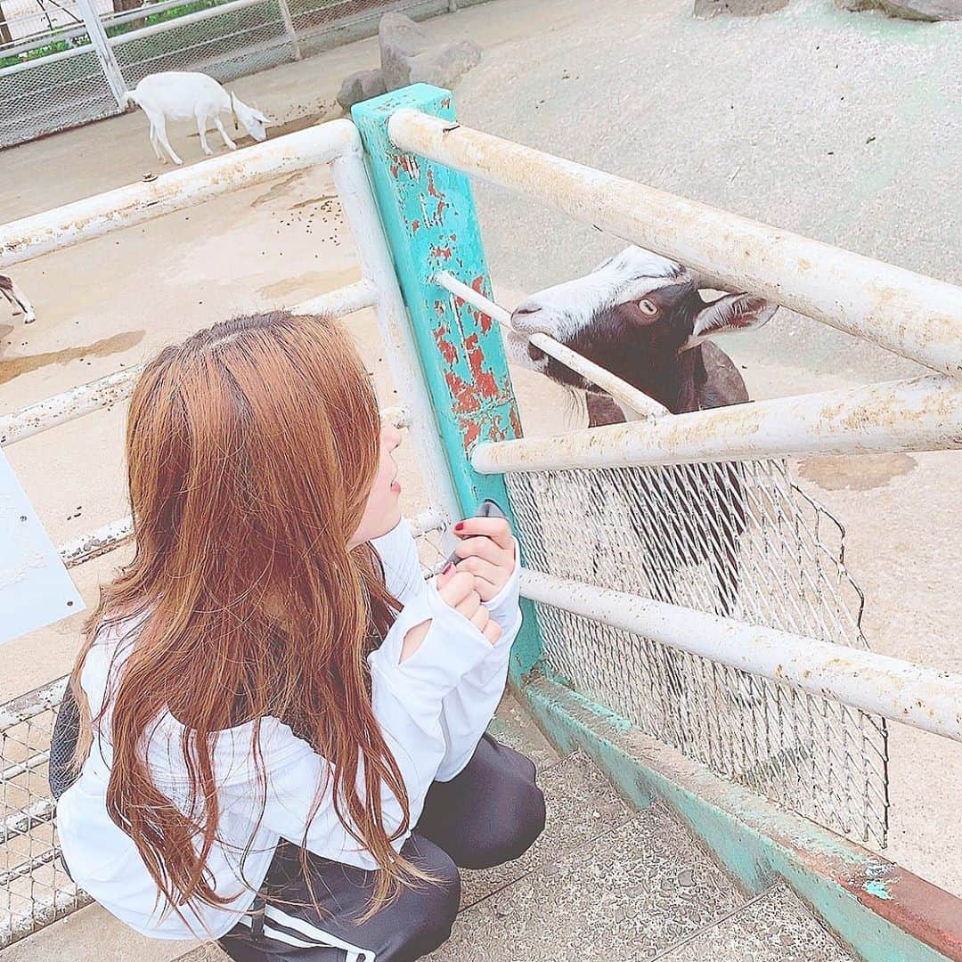 小嶋菜月さんのインスタグラム写真 - (小嶋菜月Instagram)「メェ〜〜〜🐐🐐🐐 . . #公園 #ヤギ #山羊 #🐐」9月24日 17時47分 - kojimanatsuki_offical