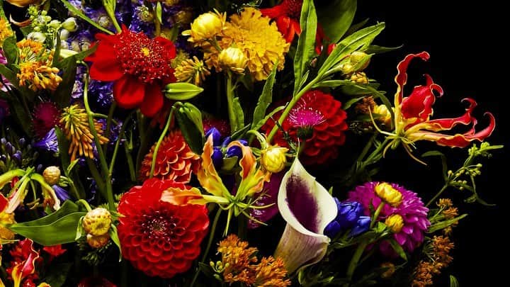 椎木俊介のインスタグラム：「Flowers  #azumamakoto #makotoazuma #shiinokishunsuke #amkk #amkkproject #flowers #flowerart #東信 #東信花樹研究所 #花  #timelapse」