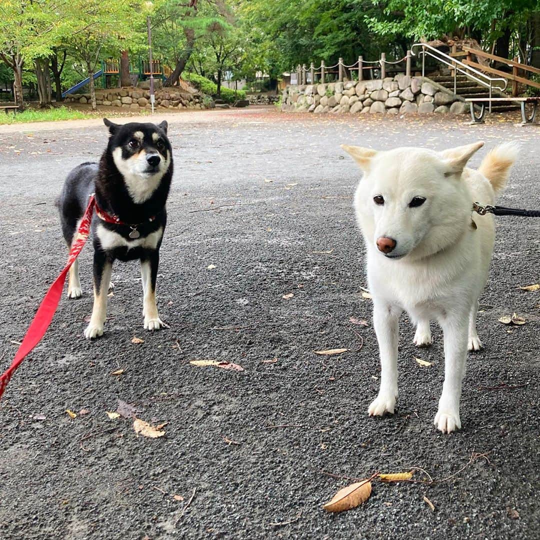 vo_coのインスタグラム：「🐾 朝の散歩で森に行ったらあおちゃんに会えました 飼い主が長話してる間つまらなさそうにソーシャルディスタンスしてたお2人 いざ写真撮ろうとしたら急に勃発しました💦 あおちゃんゴメンね😅 ストレス発散くらいに思って頂けたら僥倖です 仁義無き闘いはあおちゃん @ao20150721 のリールで面白おかしくUPして頂いてるので是非そちらをご覧下さいませ！ * #こたあお #急にキタやつ #shibastagram #instashiba #shiba #shibainu #黒柴 #柴犬 #白柴」