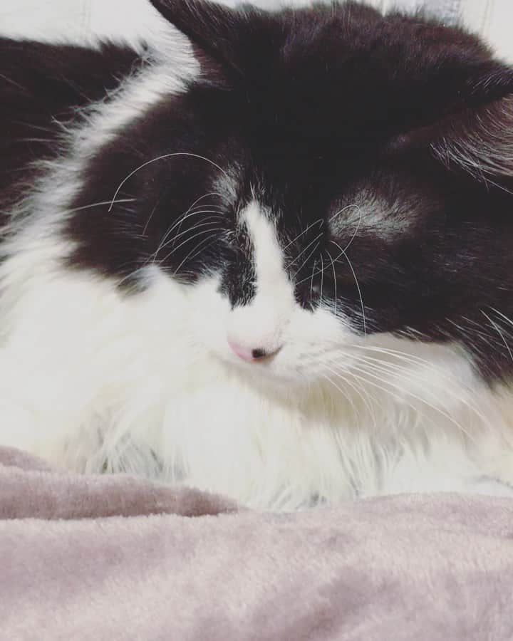 もじゃころのインスタグラム：「今日のイヌ田マサキです🐶  #坂東玉隠しシャシャ丸  #ボーダーコリ男」