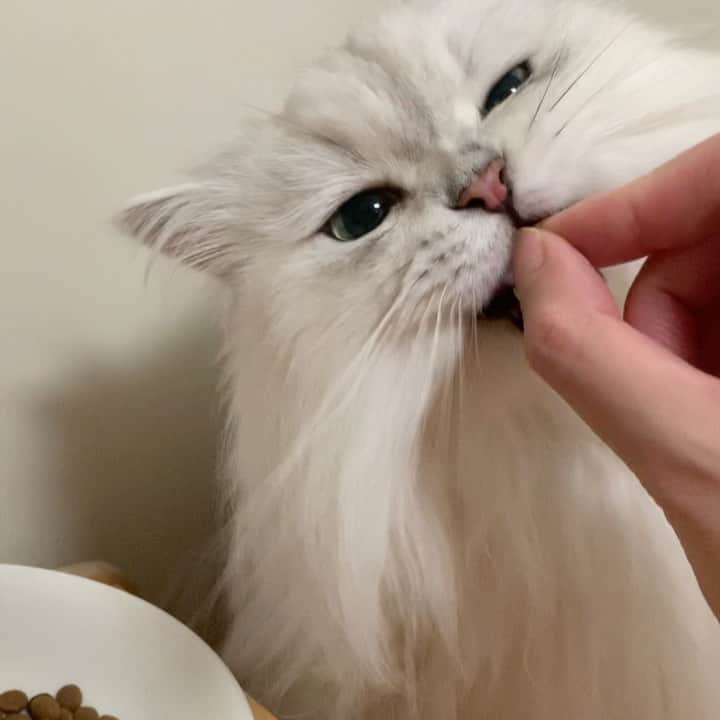 후추네큰언니のインスタグラム：「하이포알러지 사료도 맛있게 잘 먹는 후추 😭❤️ 긁쥐무ㅐ  . . . . . #후추  #고양이  #냥스타그램 #캣스타그램  #Hoochu #Hoochuthecat #cat #cats #catstagram #catsofinstagram #topcatphoto #bestmeow #ilovecat #cute #fluffy #petstagram #instacats」