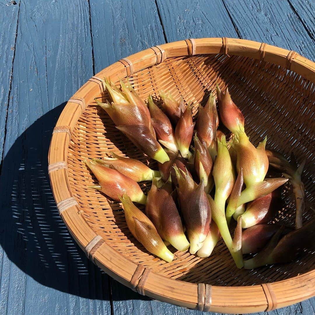 福田多希子さんのインスタグラム写真 - (福田多希子Instagram)「先日、久しぶりのpontavillage⛰ 茗荷がとれました☺︎  #pontavillage #茗荷 #ミョウガ」9月24日 10時07分 - yomeponta