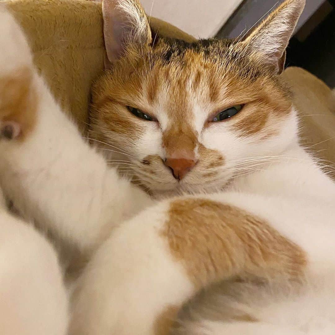 山田稔明さんのインスタグラム写真 - (山田稔明Instagram)「おはよ。寒くて全然起きれない猫。 #ポチ実 #三毛猫」9月24日 10時20分 - toshiakiyamada