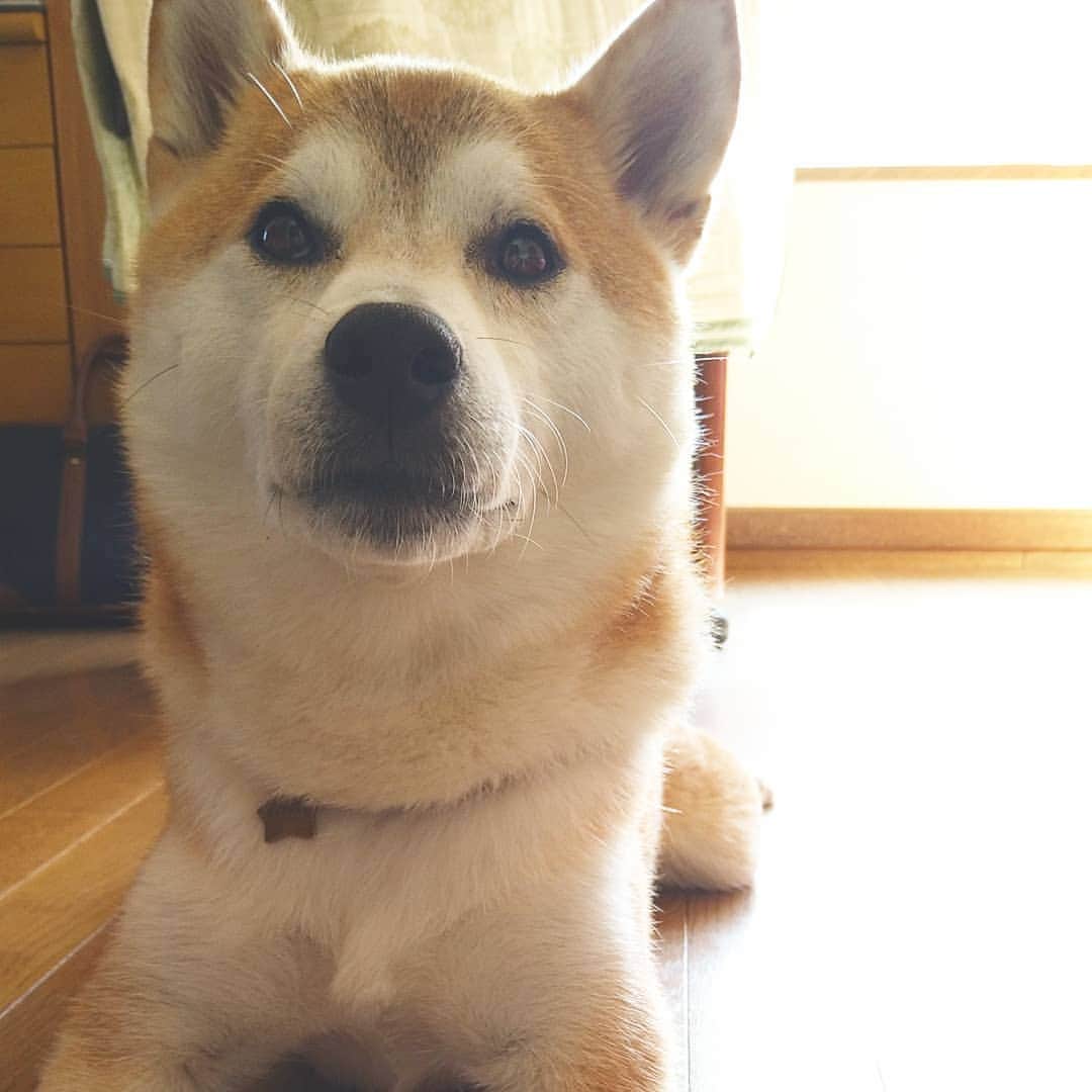 柴犬⭐️サスケのインスタグラム：「こんにちワン #柴犬#赤柴#わんだフォ #犬ら部 #ふわもこ部 #pecoいぬ部 #shibasnap #shibagram #shibastagram #茶助#柴北会 #🐶📷 #🐶#北海道」