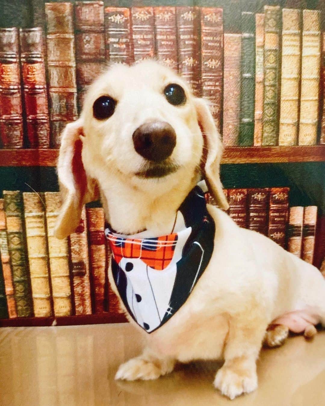 菅長愛子のインスタグラム：「🐶📚🎀  🐶愛犬(らぶ♀10歳)ミニチュアダックス  らぶ🐶🍁(読書の秋バージョン📚)  トリミング行って帰ってきたら、送迎のおじちゃんが "タキシードのバンダナつけてあげたよ👍"って。  女の子だけど← らぶちゃんはなんでも可愛い❤️  次はサマーカットじゃなくて、お洒落カットでオーダーするね😂🙏  台風の影響は大丈夫でしょうか🌀？？ 皆さまくれぐれもお気をつけください☔️  #犬のいる暮らし #ミニチュアダックス #ミニチュアダックスフンド #犬のいる生活 #犬好きな人と繋がりたい #いぬすたぐらむ #いぬのきもち #わんすたぐらむ #わんこのいる生活 #らぶ #🐶 #dogstagram #dog #dogs #doglover #family #love #diet #ダイエット #ダイエット仲間募集」