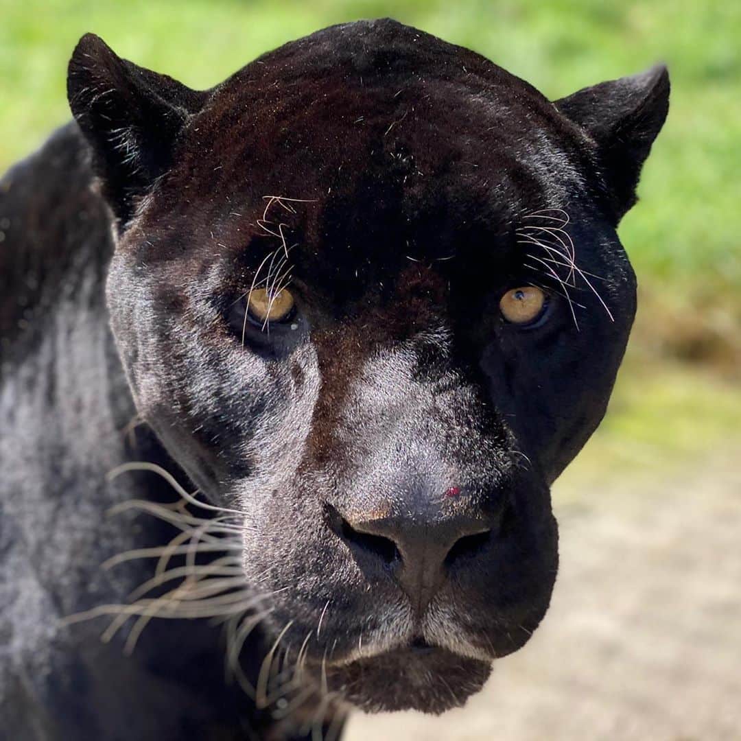 Black Jaguar-White Tiger さんのインスタグラム写真 - (Black Jaguar-White Tiger Instagram)「Michaelito today :) #Michaelingui #SaveJaguars」9月24日 11時24分 - blackjaguarwhitetiger