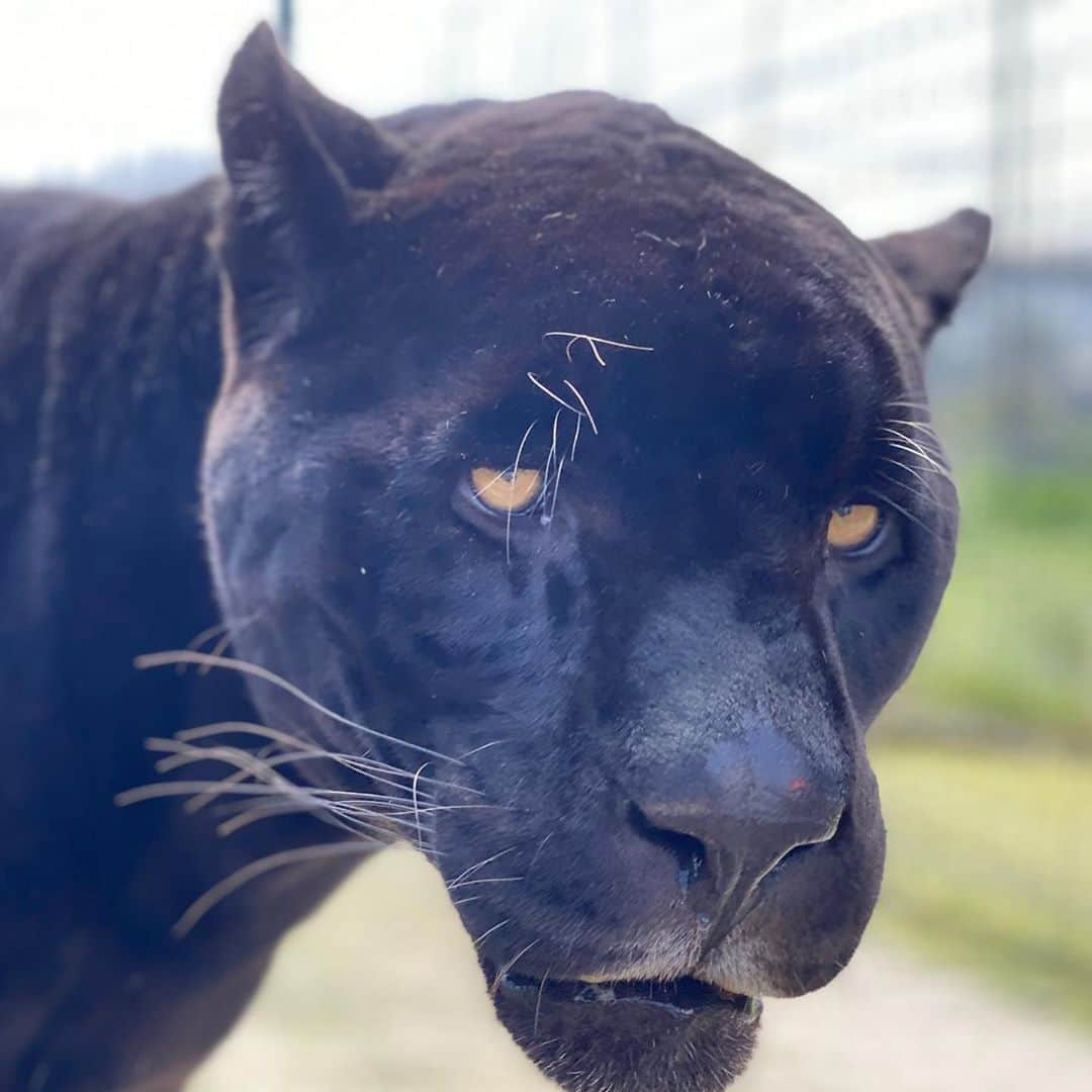 Black Jaguar-White Tiger さんのインスタグラム写真 - (Black Jaguar-White Tiger Instagram)「Michaelito today :) #Michaelingui #SaveJaguars」9月24日 11時24分 - blackjaguarwhitetiger