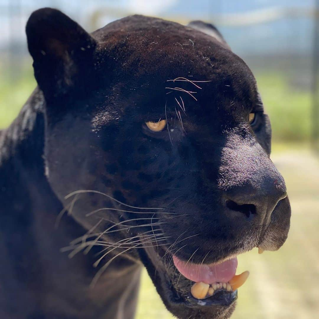 Black Jaguar-White Tiger さんのインスタグラム写真 - (Black Jaguar-White Tiger Instagram)「Michaelito today :) #Michaelingui #SaveJaguars」9月24日 11時24分 - blackjaguarwhitetiger