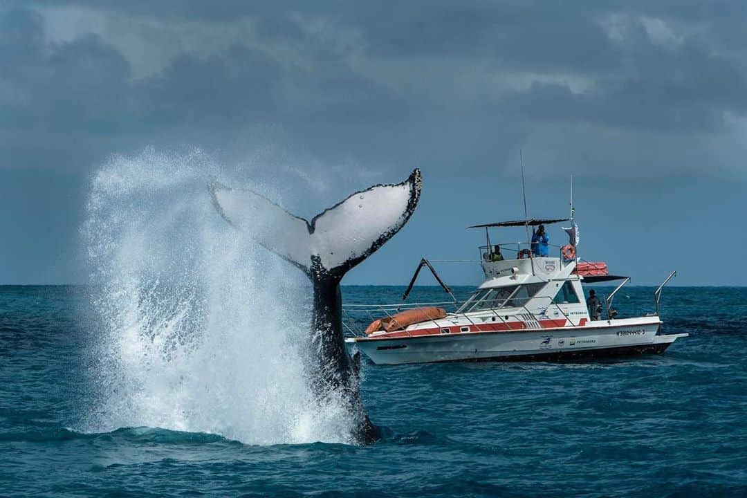 thephotosocietyさんのインスタグラム写真 - (thephotosocietyInstagram)「Photo by @lucianocandisani ( Luciano Candisani ). This exciting moment, in Abrolhos island,  marked the beginning of the Mar Brasil project @marbrasil.doc, which will lead me to revisit  ecosystems along Brazil's eight thousand kilometers of coastline. The goal is to document the lives of those who exploit marine resources in a sustainable way and help keep  the ocean system that guarantees life on Earth. In this first stage, I, the director Lygia Barbosa @lybarbosa, the director of photography Paulo Gambale @paulogambale and the camera assistant Yuri Seid @yuriseid , had the privilege of following the work of the @projetobaleiajubarte on the southern coast of Bahia. It was an injection of hope to document the good news about the recovery of the whale population that was almost decimated by hunting and now return to  the coast . In the image above, on the motorboat behind the whale, was  Enrico Marcovaldi @enrico_marcovaldi , photographer and environmentalist pioneer in the use of photography for the protection of whales in Brazil . @thephotosociety @museu.iousp @solo.br @sealegacy #candisani #lucianocandisani #jubarte #baleia #baleias #whales #jubartes #jubarte #oceano #ocean #abrolhos @raphaelscire #bahia #brasil #conservationphotography @vento.leste @galeria_de_babel @ocean_films @pauli_chamorro #decadadooceano     #baleias #ilhabela #junarte #candisani #licianocandisani #conservaçao #comservationphotography #marinephotography #oceano #mar #ocean #sea #whales #humpbackwhales @ilcp_photographers @natgeo @sealegacy #lucianocandisani#candisani」9月24日 11時28分 - thephotosociety