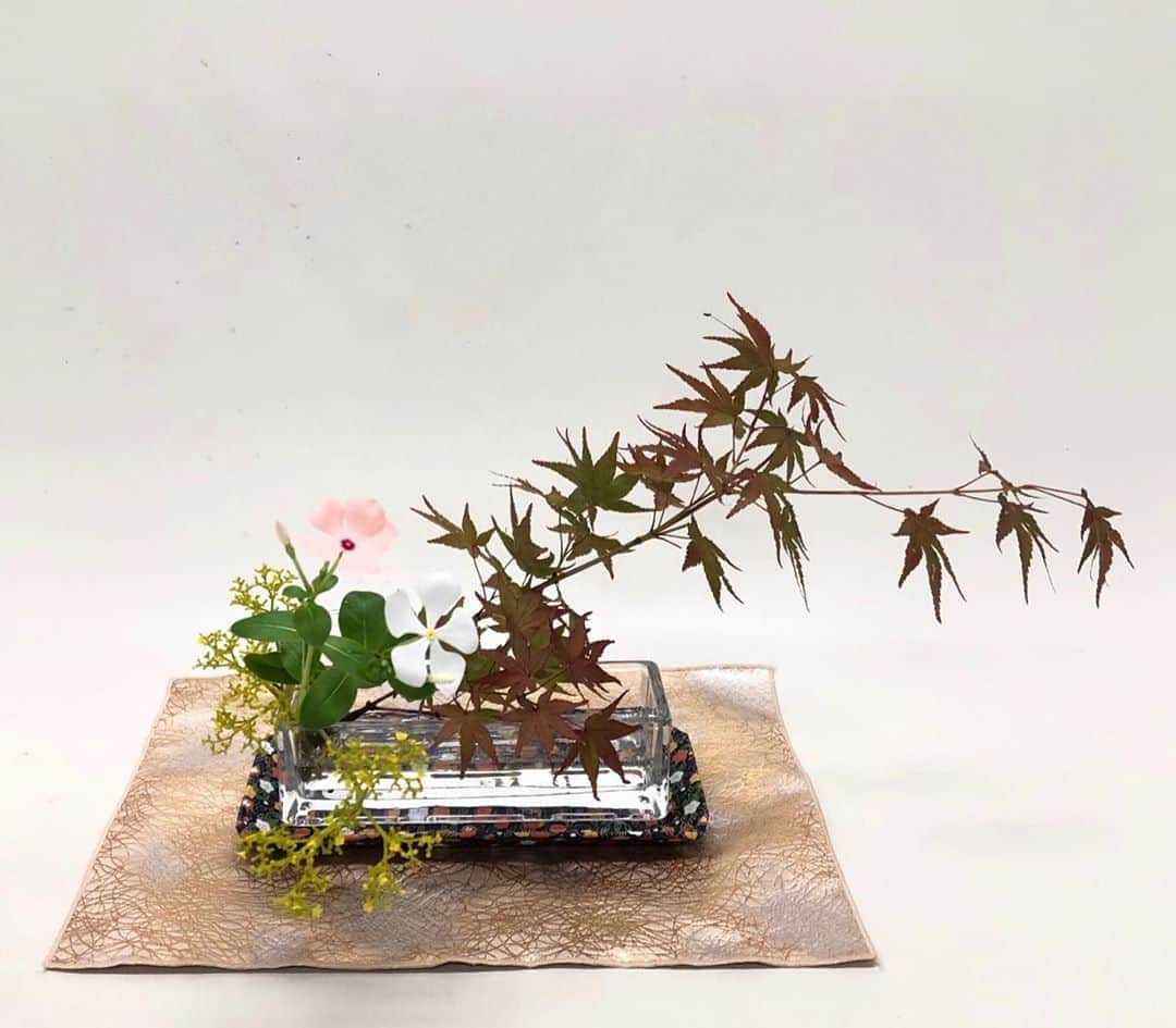 いけばな池坊さんのインスタグラム写真 - (いけばな池坊Instagram)「＊﻿ 【暮らしの花／Flower of Daily Life／生活之花】﻿  ﻿ 9月24日／24th September﻿  ﻿ 花材：カエデ、オミナエシ、日々草﻿ maple, golden lace, Madagascar periwinkle﻿ 楓、女郎花、日日草 ﻿ ﻿ それぞれに。美しいですね☺️ ﻿ #池坊﻿ #いけばな﻿ #華道﻿ #暮らしの花﻿ #花のある暮らし﻿ #美しい﻿ #空間﻿ #京都﻿ #日本文化﻿ #それぞれ  #ikenobo﻿ #ikebana﻿ #floweroflife﻿ #ikebanaforpraying﻿ #kyoto﻿ #japaneseculture﻿ #9月の花﻿ #楓﻿ #女郎花﻿ #日々草」9月24日 11時49分 - ikenobo550