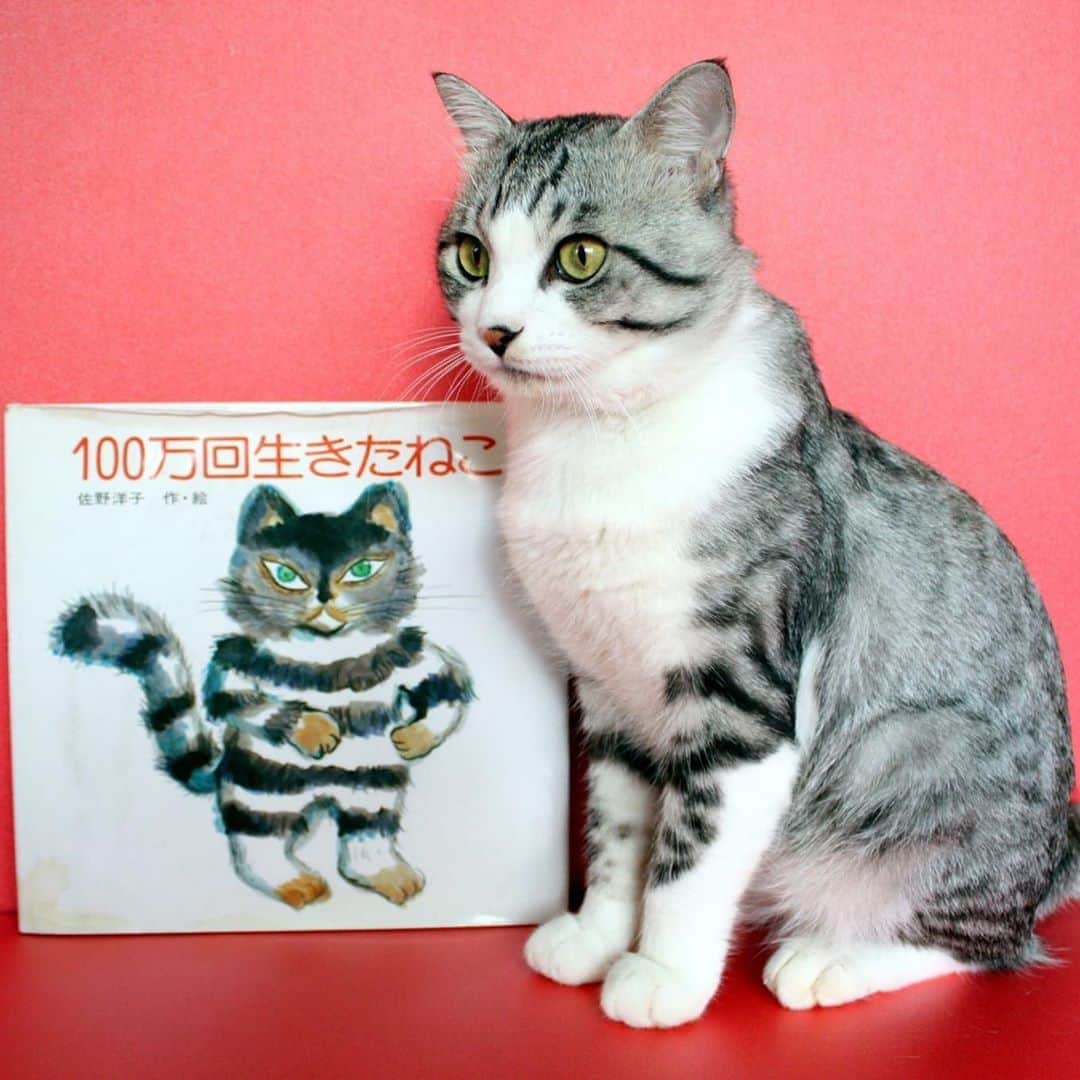 Nyankichi Noranekoさんのインスタグラム写真 - (Nyankichi NoranekoInstagram)「～読書の秋～ ぼくの愛読書は100万回生きたねこ(The Cat Who Lived One Million Times)にゃり😸📚  #猫 #cat #고양이 #แมว #貓 #кошка #wats #chat #ニャンスタグラム #gato #catsofinstagram #ねこ部 #旅猫 #cats #aso #japan #猫写真 #ねこ #seekor #ネコ #kitty #パトロール #kucing #kucinglucu #100万回生きたねこ #読書 #読書の秋 #本」9月24日 12時31分 - noraneko_nyankichi