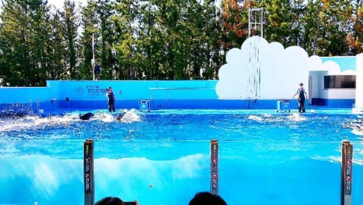 石関友梨のインスタグラム：「下越の方まで海を見に行ったら水族館があったので  行ってみたらイルカショーのクオリティーが高すぎて大興奮✨  癒された(⁎˃v˂⁎)  #マリンピア水族館 #イルカショー #新潟観光 #新潟突撃ぶらり旅 #たまたま時間が間に合って #イルカショー見れた #感動 #イルカジャンプ #なんだかんだ新潟を満喫」