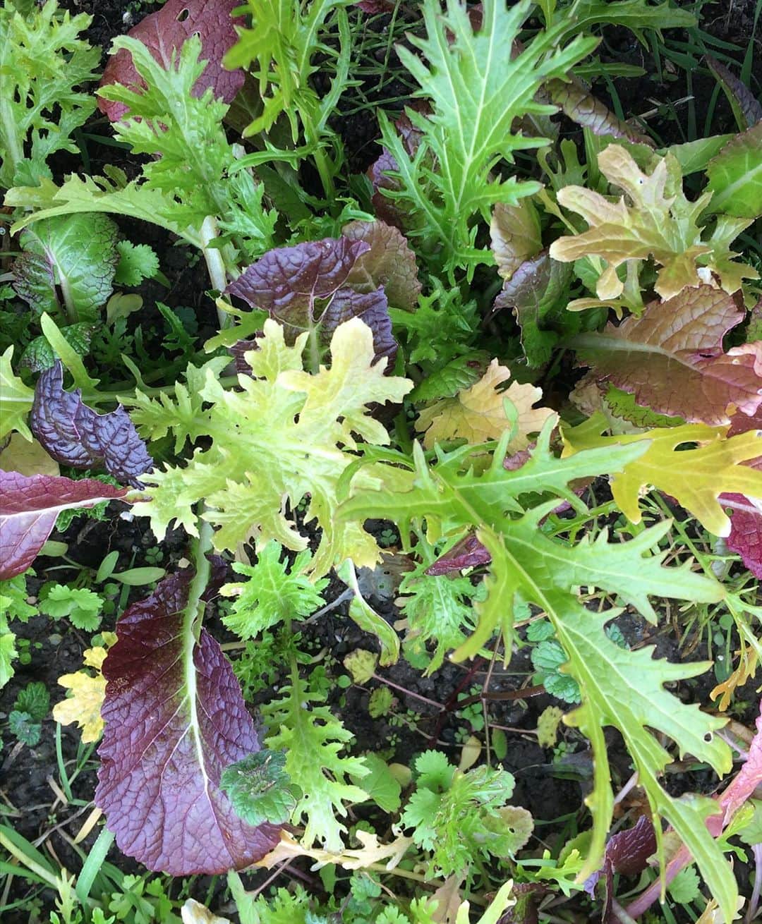 HERVA AKICOさんのインスタグラム写真 - (HERVA AKICOInstagram)「10/26月13時〜、19時〜 ハーブと葉野菜を育てて食べよう！WS  in 屋上テラス。 ・ ・ 1番好きな寄せ植えワークショップ。葉野菜が美味しくなるこれからの季節。自宅で育てて、摘み立てのハーブや野菜を楽しみませんか^ ^ ・ ・ #Repost @serendylabo with @make_repost ・・・ 🌿LESSON  秋のおすすめハーブと葉野菜の寄せ植え at 心白 -shinpaku-  植物がゆっくりじっくり育っていく秋から冬。 葉野菜が美味しくなり、また根もしっかり育つため、丈夫なハーブが育つ頃です。 　 今回はハーブと葉物野菜をミックスした5種の寄せ植えをレクチャー、屋上テラスで作業をします。 もちろん、育て方のポイントや食べ方、使い方の提案も。 ・ ・ ▶寄せ植え候補 無農薬 ・タイム ・パセリ ・ケール ・ルッコラ ・ディル ・スイスチャード　　  などの寄せ植え を予定しています。 ※注）生育状況により変更する可能性あり 　 鉢は、リサイクルペットボトルなどから作った軽くて、通気性のいい鉢ルーツポーチを使用。通気性が良いので、根がしっかりと育つので植物が元気に育ちます。 ・ ・ オープンエア―の眺めの良い空間で、風を感じながら園芸を楽しみ、ご自宅で摘みたてのハーブや葉野菜を味わいましょう。 　 レッスン後は、HERVAお手製のマフィンと、ハーブティーの振る舞い付き。（持ち帰りも可） よく頑張ったご褒美にどうぞ◎ 　 　   開催場所の衛生ケア  ★講師とスタッフの検温・こまめな手指消毒・マスクの着用をして実施します。 ★店内は広く(56平米)、窓があり換気できる空間です。 ★定員は８名様とさせていただきます。 ★フィジカルディスタンスを保つ座席配置でおこないます。 ★レッスン中（飲食時以外）は全員マスク着用でおこないます。 ★飛沫感染対策ボードの用意がございます。 ★共同作業はいたしません。 ★ご参加者の受付時の検温・こまめな手指消毒にご協力いただきます。 ★当日体調が優れない方は無理にご参加なさらず、遠慮なくその旨をお知らせください。 　 　 ＜日時＞ 10月26日(月) 昼）13:00～15:00 夜）19:00～21:00 　 ＜受講料＞ 6,000円（税・材料費込み） ※ハーブ＆葉野菜の寄せ植えの持ち帰り ※マフィン＆ハーブティーの振る舞い付き 　 ＜持ち物＞ ・筆記用具 ・軍手 　※手指や爪への汚れが気になる方（手洗いスペースはあります） ・エプロン 　※服への汚れが気になる方 　 ＜講師＞ herb&spice HERVA 明子 　@agf.herva  ■ ハーバルセラピスト ■ ハーブ料理研究家 ■ ハーブ教室 HERVA（ハーヴァ）主宰 アロマセラピスト、アロマ・ハーブの販売、園芸店勤務などを経て、海外数カ所のハーブと野菜農園に滞在。育てたハーブなどを生活や食に取り入れて楽しむことの提案を得意とする。 　 ＜予約／参加方法＞ 下記の連絡先までご予約ください。 ※ご氏名・ご連絡先（携帯番号）をご明記ください 【予約／問合せ：sitemaster@serendylabo.jp】 　 ＜キャンセルポリシー＞ ご予約後のキャンセルはご遠慮ください。 10月19日(木)18:00以降のキャンセルは、キャンセル料70％（4,200円）が発生いたしますので予めご了承くださいませ。※ご予約完了後、コメントやご連絡なく無断キャンセルをされた場合もキャンセル料を頂戴いたします。 　 ＜開催場所＞  心白 -shinpaku-（寄せ植え時は屋上テラスへ移動） 〒550-0001 大阪府大阪市西区土佐堀1-1-30 b.NAKANOSHIMA 5階 TEL  06-6147-6307 ※大阪メトロ四つ橋線「肥後橋駅」３番出口から徒歩３分程です  #セレンディーラボ#セレンディラボ#カルチャースクール#大阪イベント#肥後橋#中之島#習い事#おけいこ#趣味#レッスン#学び#文化#日本酒#日本酒BAR#心白#日本酒BAR心白#屋上テラス#パーティ会場#ハーブ#寄せ植え#ハーブのある暮らし#自家菜園」9月24日 12時49分 - herva_akiko