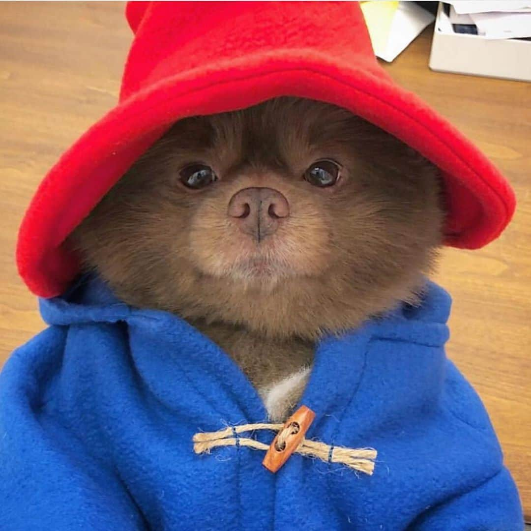 animalsさんのインスタグラム写真 - (animalsInstagram)「Caption contest.. Go! 🐶❤️ Photo by: @bertiebertthepom  Share this with a friend 💙」9月24日 13時28分 - babyanmlpics