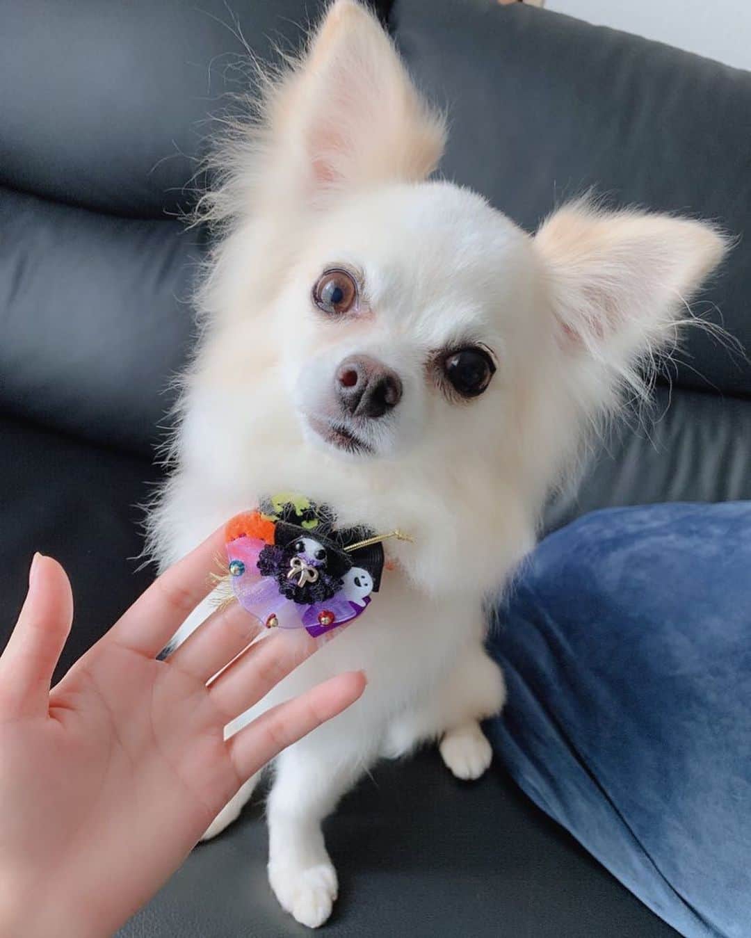 若月雅のインスタグラム：「トリミング🐶❤️ 早めのハロウィン🎃付けてもらって、帰ってきた( ・∇・)笑 . . #Chihuahua #dogstagram #愛犬との暮らし  #シエル　#ハーブパック　#ふわふわ #ハロウィン仕様　#halloween」