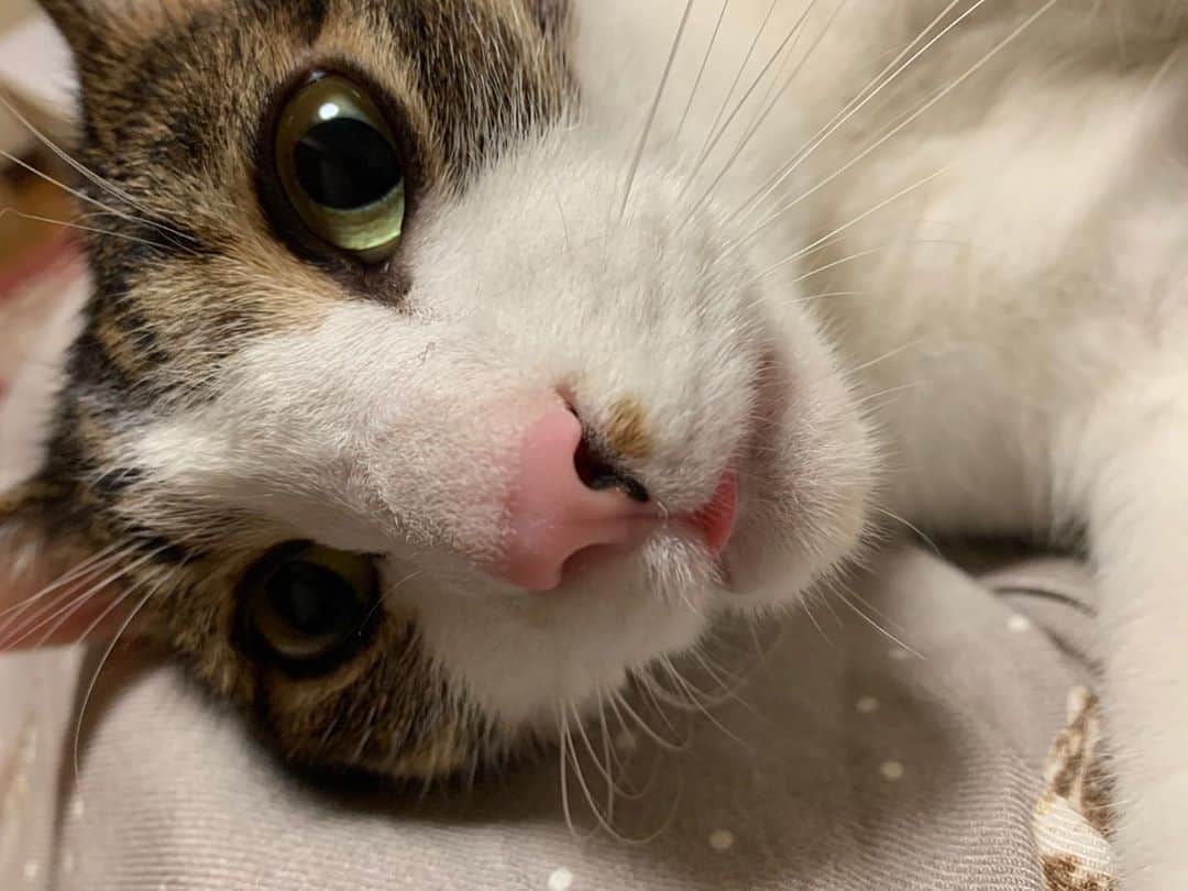 小池ジョアンナのインスタグラム：「Too cute sweety🐈💕 リラックスしてるにゃんすけ、👅まで可愛すぎる😻🐾  #prettycat #cat」