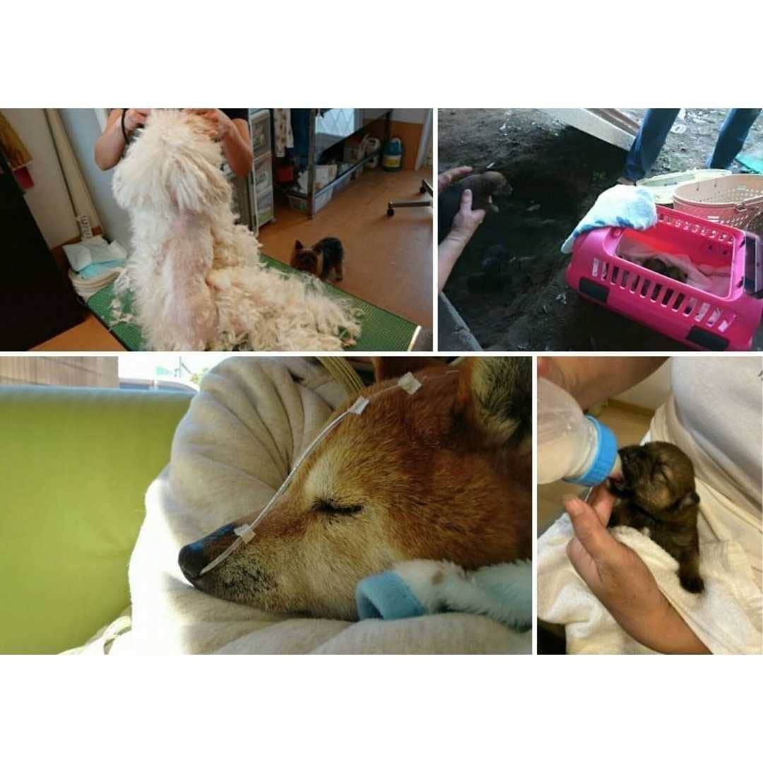 滝川クリステルさんのインスタグラム写真 - (滝川クリステルInstagram)「4回目の報告です！ 団体のみなさま、いつも本当にありがとうございます！ この投稿をさせてもら度に、心が少しでも癒されます。  ★★Day4★★﻿ ﻿ 当財団では６月に「新型コロナウイルス感染症拡大に伴う 犬猫の保護団体への運営維持等対策支援」として、１００団体に各２０万円をご支援いたしました。﻿ 動物愛護週間である２０日から２６日まで間に、現場で活動する各団体の皆様からいただいたメッセージやお写真を、抜粋してご紹介できればと思っております。﻿ ﻿ 当財団では、今後も様々な形で保護活動に携われる皆様をご支援していきたいと考えております。皆様からの温かいご支援お待ちしております！！﻿ ﻿ ﻿ ********﻿ この度は全国の皆様からのあたたかいご支援を賜り本当にありがとうございました。﻿ 活動が15年に届こうかという長期間に及び、シェルターに保護している子たちも増えていきました。 医療費も食費もかさんでいます。﻿ 少人数の活動ですので資金も手も足りない状況がずっと続いています。﻿ 全国的なご支援が私たちのような小さなボランティアの活動を後押ししてくれることは夢のように有難いものでした。﻿ 本当にありがとうございました。﻿ このような支援のかたちをつくってくださった財団の方々にも心からお礼申し上げます。﻿ これからも命と向き合い、ご支援くださった皆様とともに命を護っていきたいと思います。﻿ 重ねてお礼申し上げます。﻿ 本当にありがとうございました。﻿ ﻿ ********﻿ 今年はコロナの影響が一般の市民に広がっており、これまで地域猫の面倒をみたり、不妊去勢手術を個人で行っていた方が、出来なくなってしまい、ヘルプの要請が多くありました。﻿ 思いがけない予定外の活動に対する費用も増えました。﻿ 今回、頂きました助成金には大変有難く感謝を致しております。﻿ お陰様で困っていた子達はほぼ保護をして、譲渡まで行う事が出来ました。﻿ 来年に子猫が生まれたり、劣悪な飼育による病気や死亡などは避ける事が出来ました。﻿ 心臓の疾患や全盲の犬が譲渡になりました。有難うございました。﻿ ﻿ ﻿ ********﻿ 私どもの活動は、行政施設から、「処分対象」となってしまった犬を引き出し、ケアして譲渡することをメインにしております。﻿ したがって、処分対象という事は、譲渡対象とならない高齢犬や、病気のある犬を引き出しているので、そのケアのために医療費がとてもかかります。﻿ 現在保護している犬や猫のうち、今回のご支援金２０万円のすべてを犬の医療費に使わせていただきました。﻿ ﻿ シニアや病気の子にどこまで医療をかけるかは、いつも悩みます。﻿ 私どもは小さい団体で経済的な余裕はありませんので、高額な医療にかけてあげることはできませんが、目の前の子に苦しみや痛みがあるのなら、できるだけ取り除いてあげたいと思っています。﻿ 今回ご支援いただいたお金で、苦しい・辛い状態にある子に医療をかけてあげられて、本当に感謝しています。﻿ どうもありがとうございました。﻿  ********﻿ 保護した子猫(6月時点で51匹)の多くが、何故かカリシにかかり、そのうち強毒株にやられる子が何匹もでてしまいまして、 入院して酸素室に入ることが何度もありました。 そして、残念なことに4匹亡くなってしまいました。その他の子猫はほぼみんな里親さまのところに送ってあげることができました。﻿ こんな風に支援をいただくことができまして、もちろん支援金自体助かりましたしありがたかったのですが、遠くから応援してくださる方がおられるということが分かって本当に勇気づけられました。﻿ コロナ第二波のせいで、また譲渡会開催が出来なくなりましたが、子猫や行き倒れの大人猫の保護が続いてますので、負けず頑張りたいと思います。﻿ ﻿ ﻿ ********﻿ ﻿ ﻿ #クリステル財団﻿ #christelvieensemblefoundation﻿ #保護犬﻿ #保護猫」9月24日 15時13分 - christeltakigawa