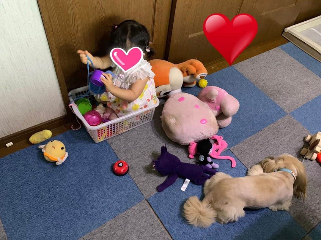 のインスタグラム：「それぞれが楽しんでいます。 娘が入ってるのは犬のおもちゃ箱。 　 実家で過ごすようにおもちゃ買ってあげたのに、結局遊ぶのはこういうもの。  私は半年ぶりの愛犬たちにも癒され中。  #娘　#girl #dog」