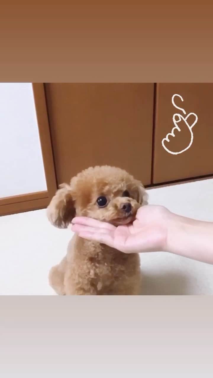 ふわのインスタグラム：「過去の動画でリール。。。  #toypoodle#toypoodlegram#dogsofinstagram#doglife#doglover#instadog#dog#fuwamama#ふわもこのふわ#ふわ#トイプードル#ふわもこ部#犬バカ部#親バカ部#いぬすたぐらむ#犬のいる暮らし」