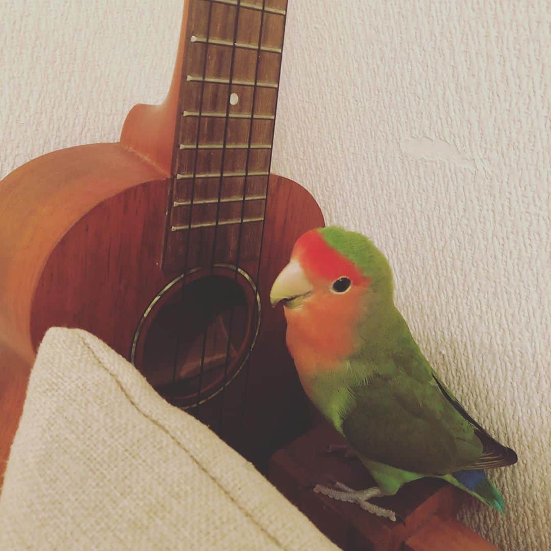 府川唯未さんのインスタグラム写真 - (府川唯未Instagram)「放鳥時間。弦をクチバシで引っ張ってみたり、音の確認中。 キレイな音が出たね🎶さくちゃん(๑>◡<๑)  #コザクラインコ  #放鳥 #ウクレレ #ウクレレ男子 #たぶん  #男の子」9月24日 16時07分 - yumifukawa_official