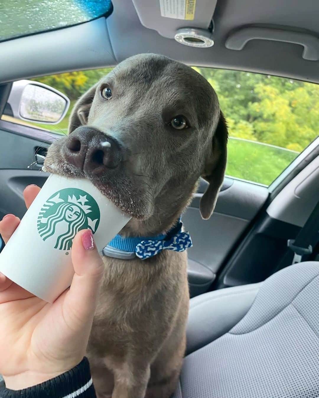 8crapさんのインスタグラム写真 - (8crapInstagram)「That’s how you nom a pup cup - Want to get featured like him? Join “The Barked Club” on FACEBOOK and post something now! 👉 barked.com - 📷 @itsdukethesilverlab - #TheBarkedClub #barked #dog #doggo #LabradorRetriever #Labrador」9月24日 17時00分 - barked