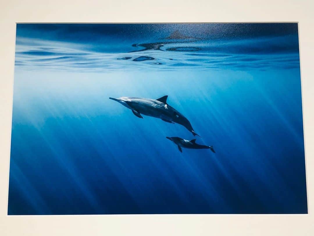 中村靖日さんのインスタグラム写真 - (中村靖日Instagram)「.  写真家・岡田裕介さんの個展 『これが君の声 青の歌 -Sound of echo, Song of blue-』拝見。  こんな海へ潜ってみたい。  スマホに写らない 鮮やかで繊細な青でした。  #岡田裕介 #これが君の声青の歌 #whale #dolphin #Hawaii #Bahamas #Tonga #photographer #photography #photo #art #artist #actor #japan #diary #withafterpost」9月24日 17時03分 - yasuhi_nakamura