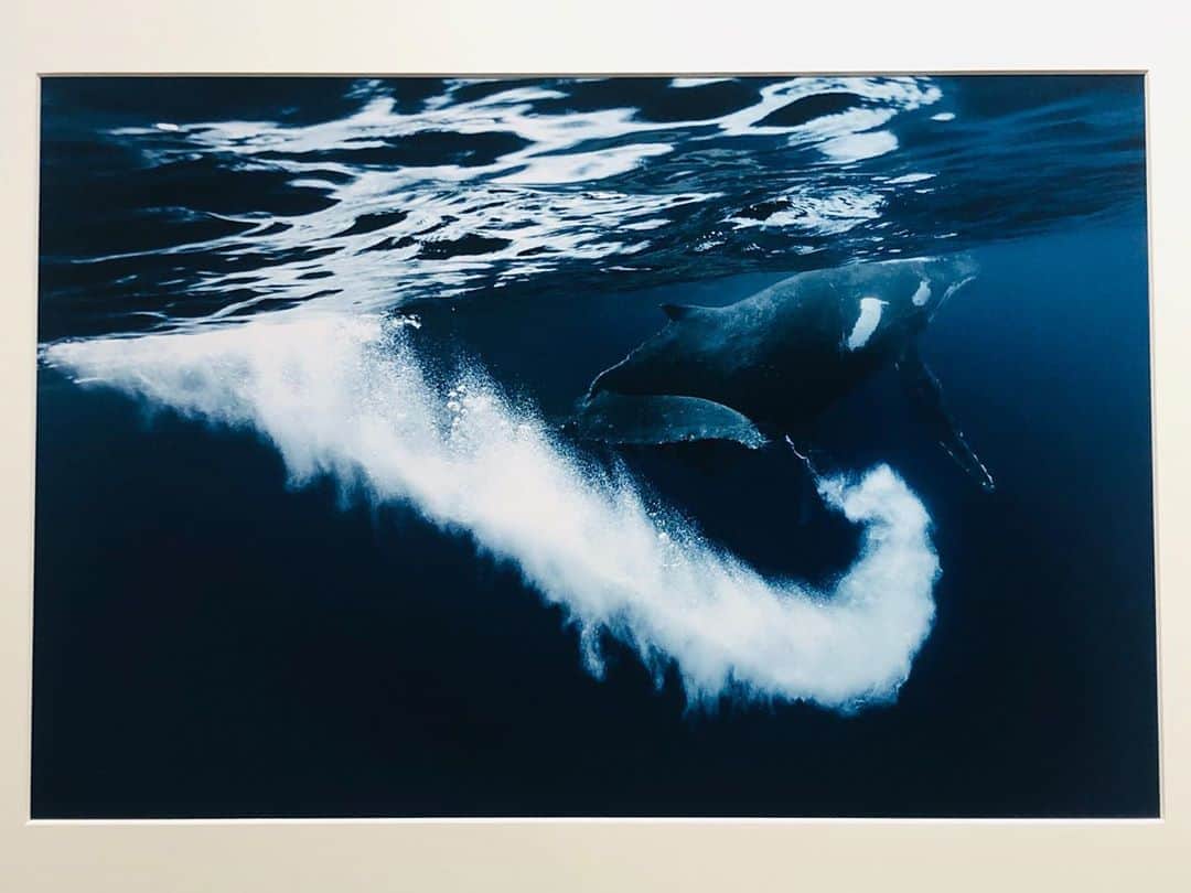 中村靖日さんのインスタグラム写真 - (中村靖日Instagram)「.  写真家・岡田裕介さんの個展 『これが君の声 青の歌 -Sound of echo, Song of blue-』拝見。  こんな海へ潜ってみたい。  スマホに写らない 鮮やかで繊細な青でした。  #岡田裕介 #これが君の声青の歌 #whale #dolphin #Hawaii #Bahamas #Tonga #photographer #photography #photo #art #artist #actor #japan #diary #withafterpost」9月24日 17時03分 - yasuhi_nakamura