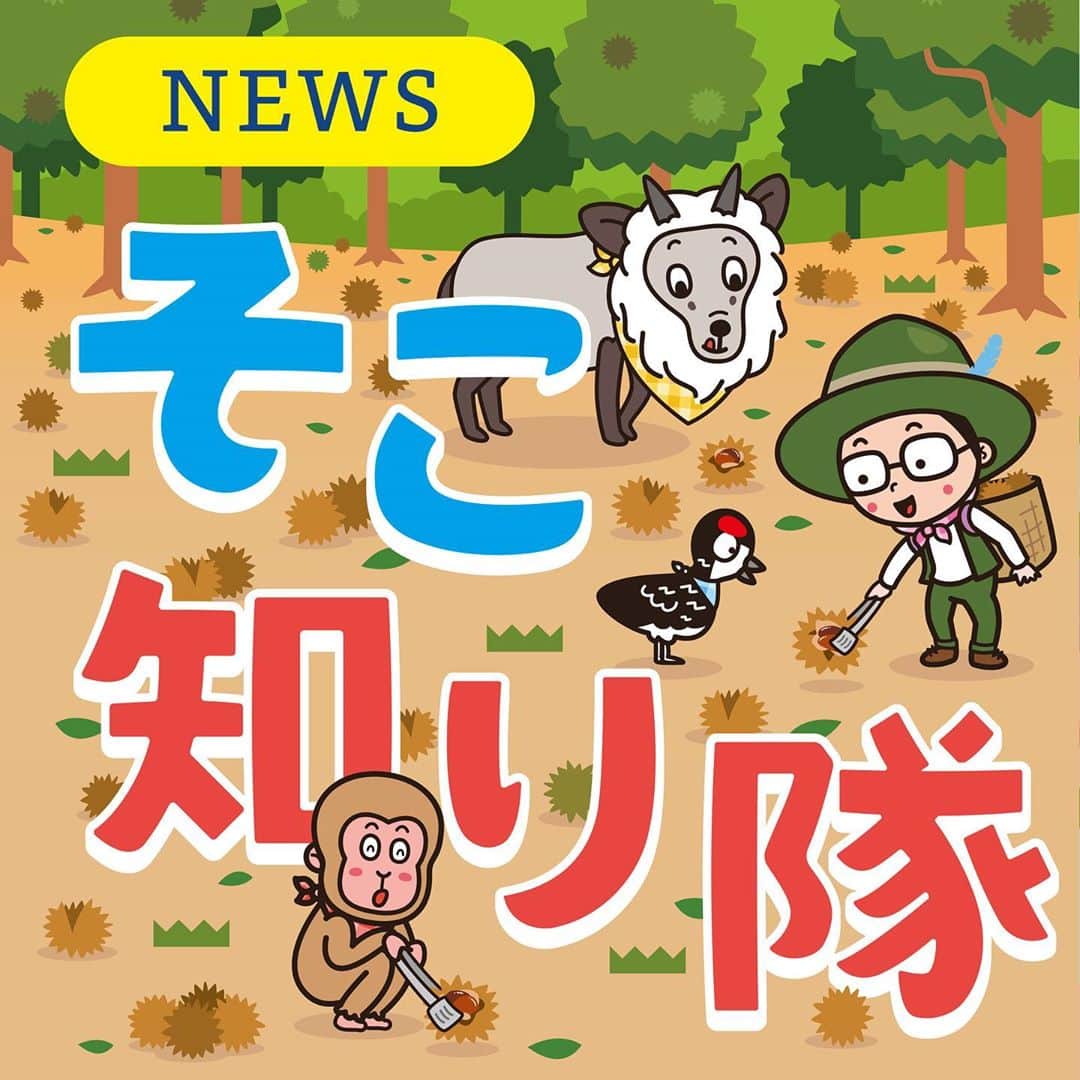 北沢直樹のインスタグラム：「『そこ知り隊』2020秋🌰 9月21日からバージョンにリニューアル。小布施で栗拾いです。 ・ #そこ知り隊 #信濃毎日新聞 #信毎 #信州 #長野 #nagano #新聞 #カワイイ #イラスト #キャラクター #キャラ #newspaper #drawing #artworks #manga #character #cartoon #anime #illustration #kawaii #mydesign」